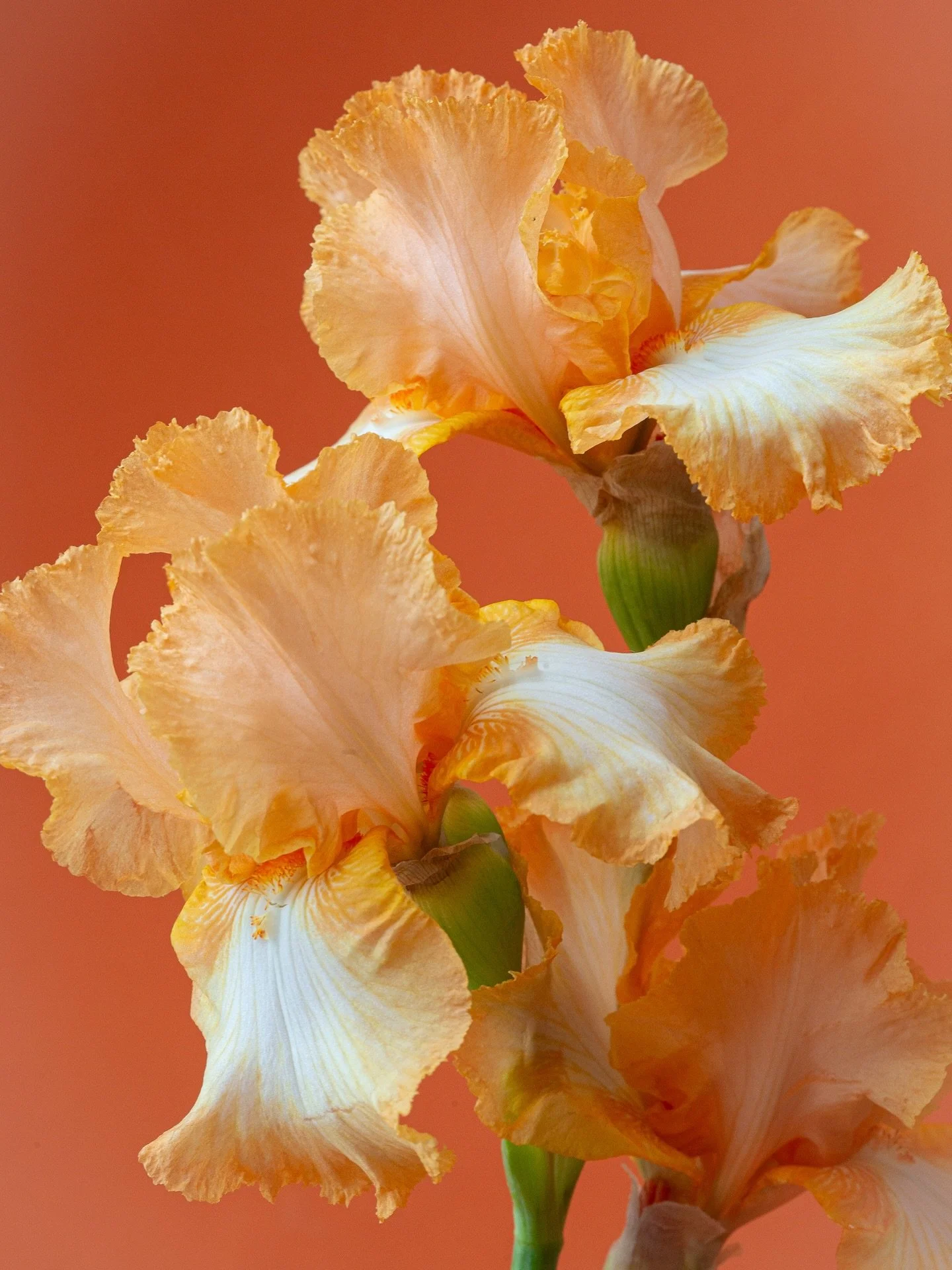 BEARDED IRIS, SPRING 2025