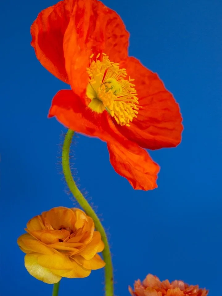 April 1st // A flower&rsquo;s ethereal beauty exists for a season of time. And while photography allows a memory to live forever, the moment that&rsquo;s captured in time is as fleeting as the life of a flower. Nothing lasts forever.

💙
flower photo