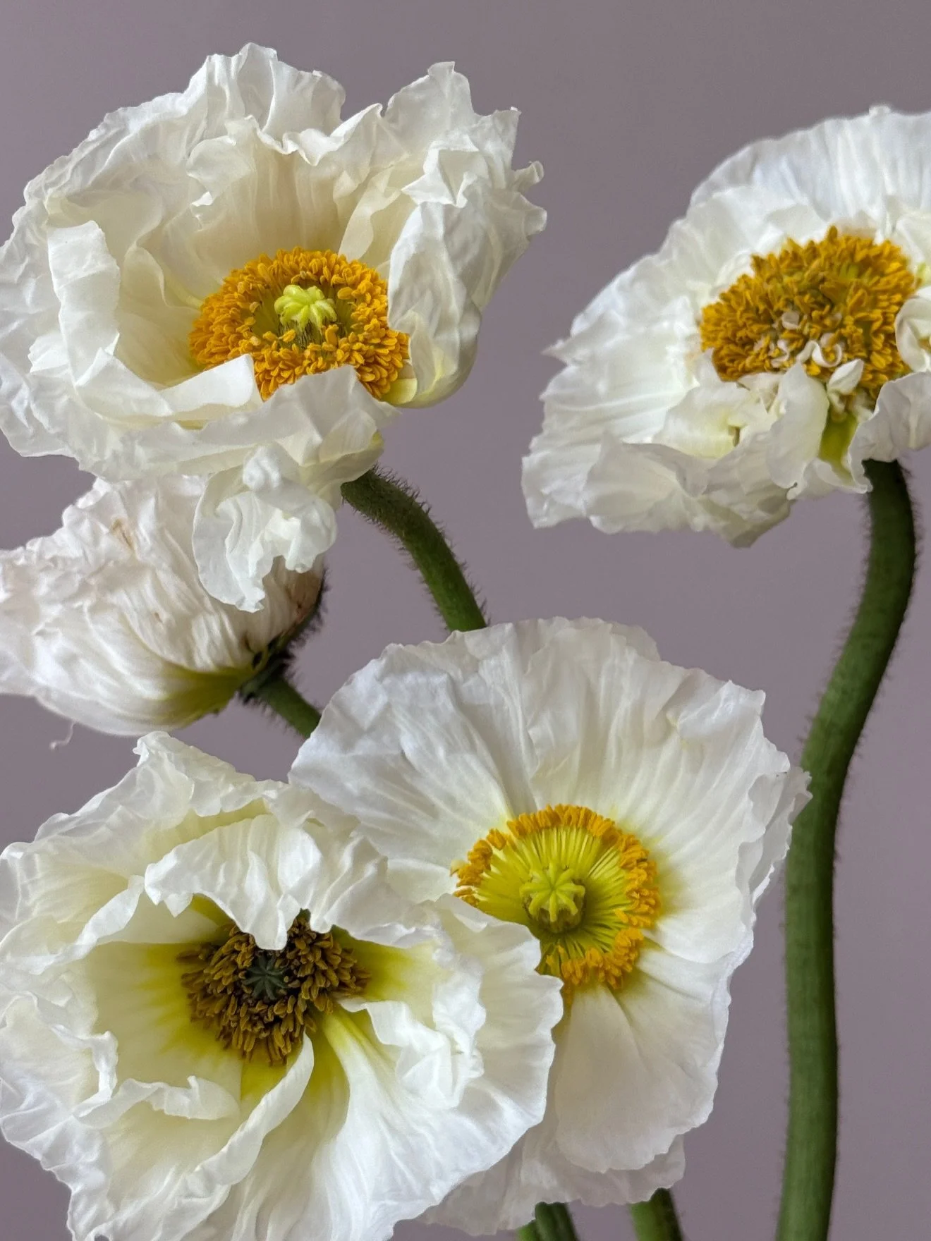 Goodbye April and all of its abundant beauty! I will miss you! xx

Some flower inspiration for planning your next spring event! Flowers in season may include poppies, butterfly ranunculus, hellebores, narcissus and muscari ☺︎

#springflowers #newengl