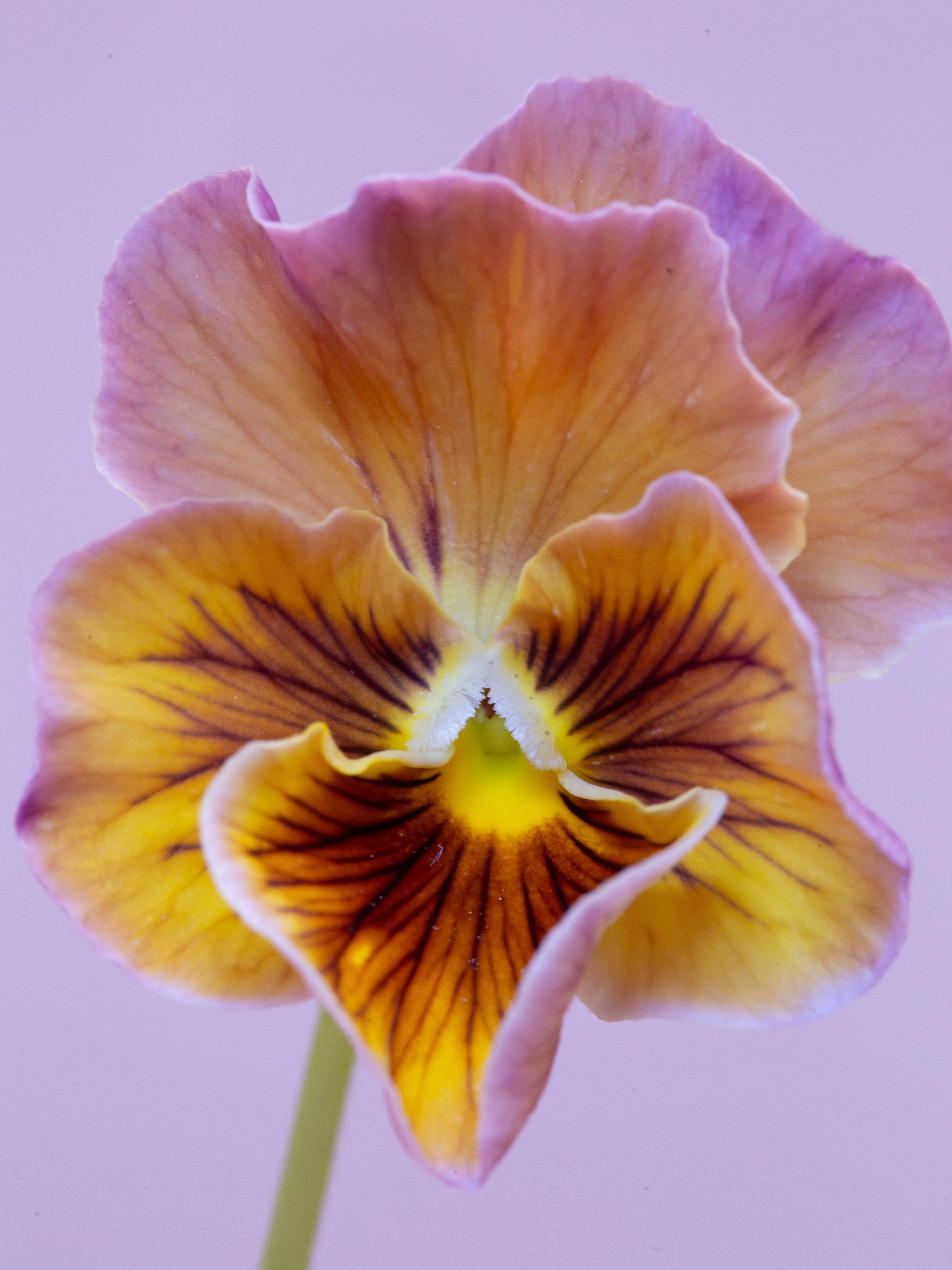 Pansies with personality ✨ I love them all!

#pansy #floralphotography #newenglandflorist #floraldesign #springflowers