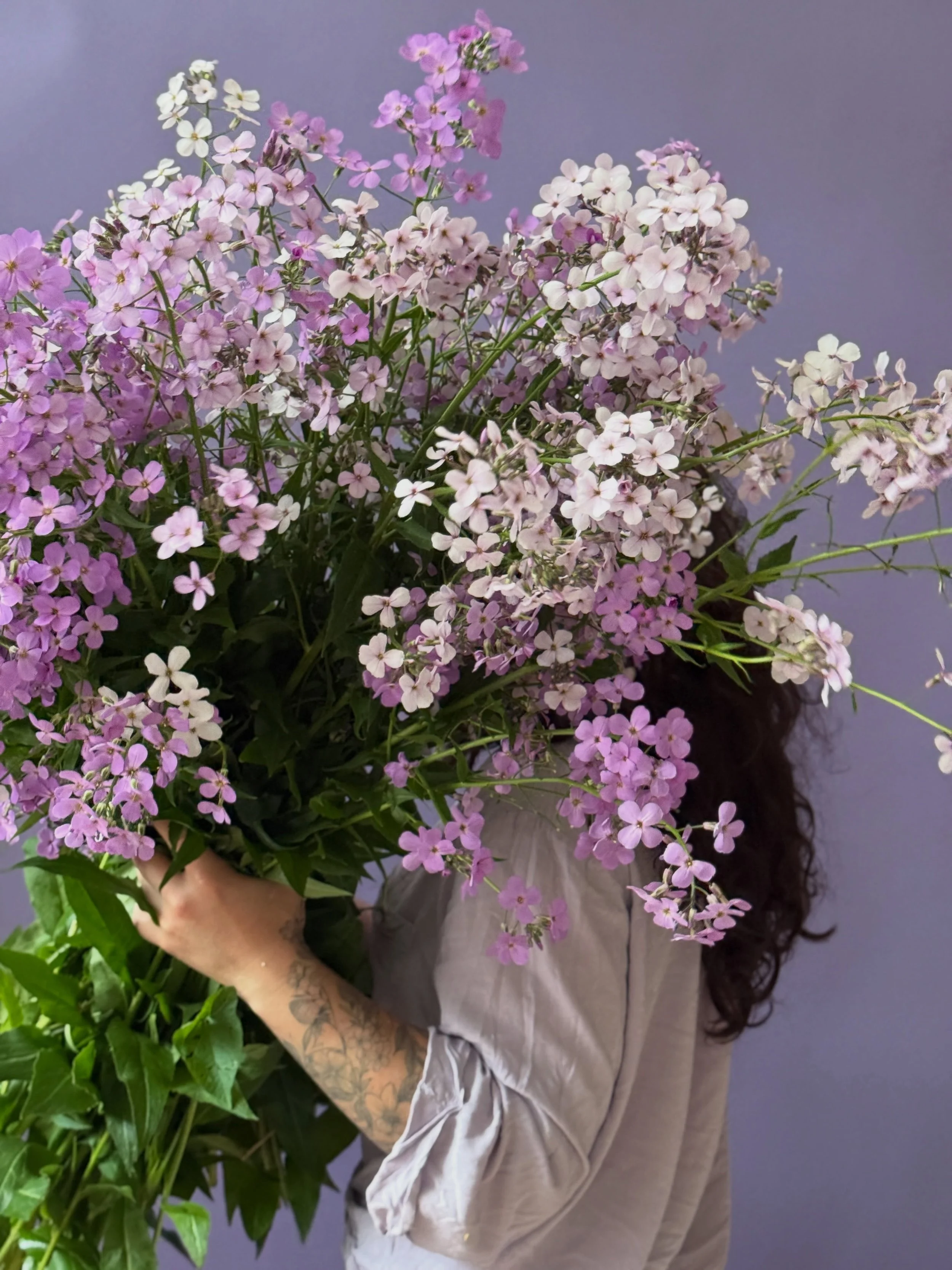 Studio is fragrant and full of pastels this week 💜 Dame&rsquo;s Rocket is a highly invasive species (so pretty but bad for native plants). If you see it growing on the side of the road, cut it before it goes to seed and dispose of it outside your re