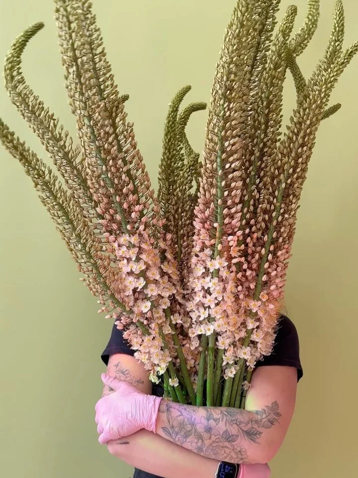 EREMURUS