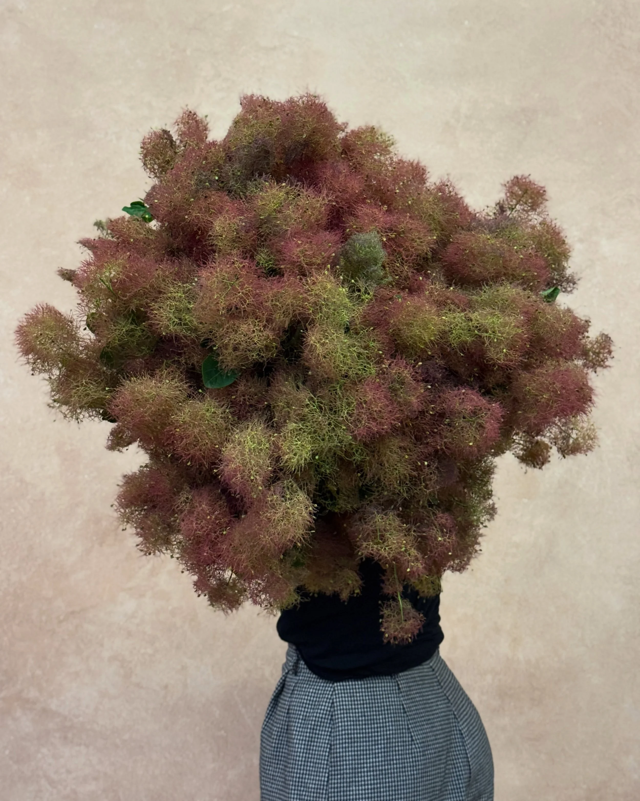 SMOKEBUSH SEASON