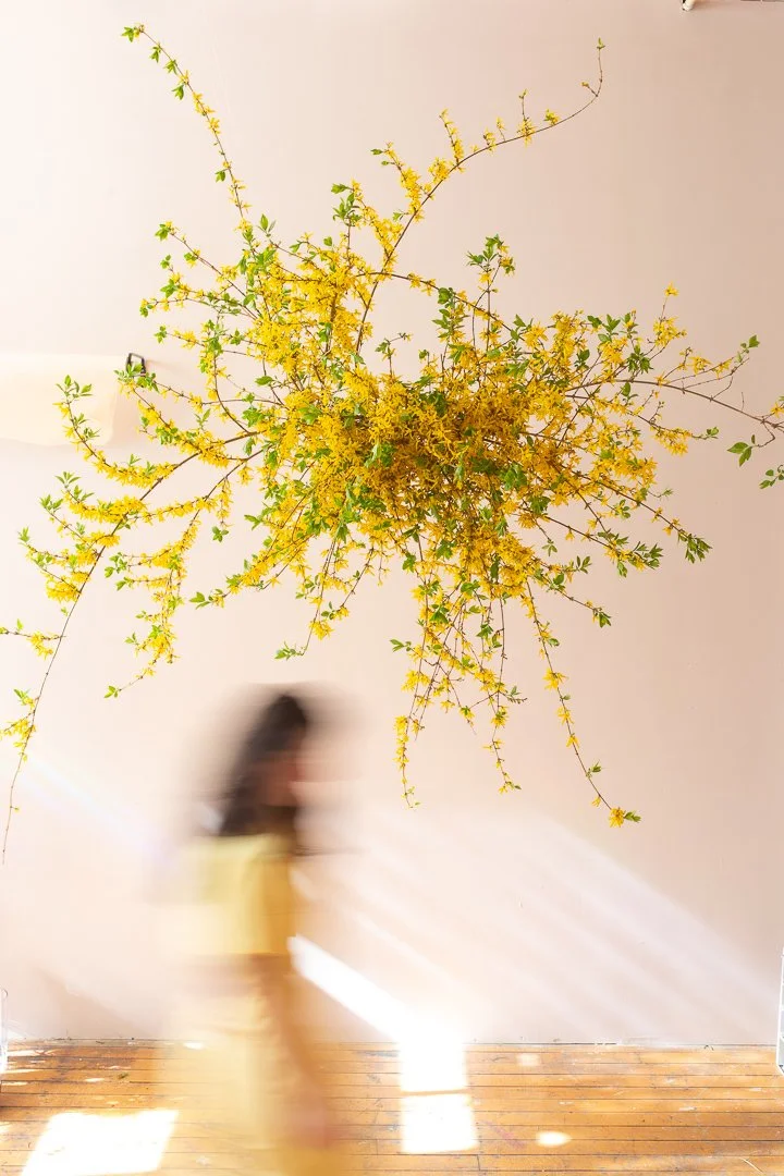 Large scale hanging flower installation designed by Lucy Blooms using spring forsythia branches