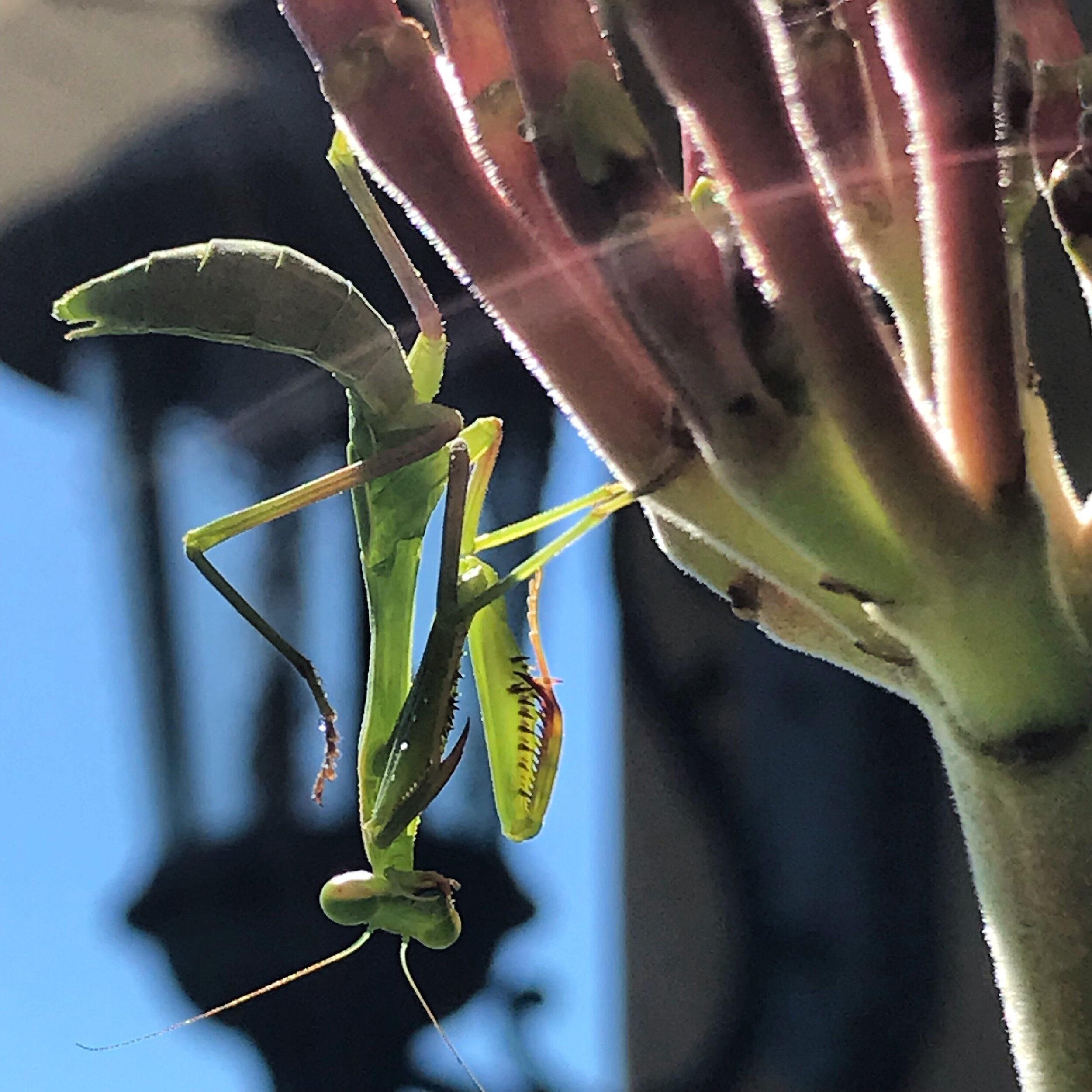 Praying-Mantis-Plumeria-Inflo.jpg