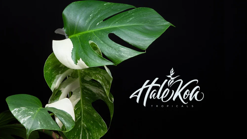 TIME LAPSE VIDEOS OF TROPICAL PLANT GROWTH AND BLOOMING  Hale Koa Tropicals