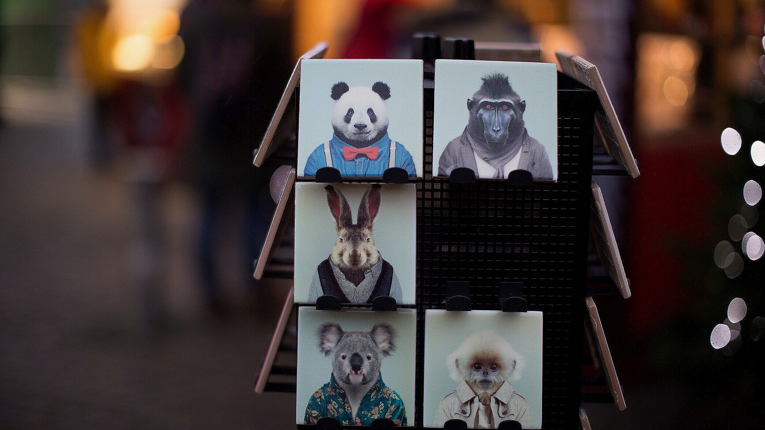 Fridge Magnet Panda, Gorilla, Rabbit, Koala and Monkey in clothes. Courtesy of Unsplash.