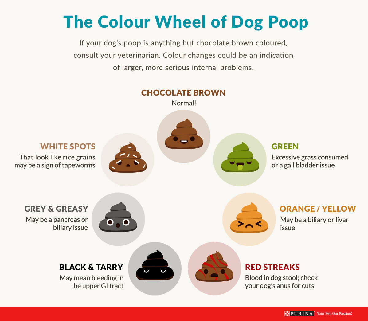 what does orange dog poop mean