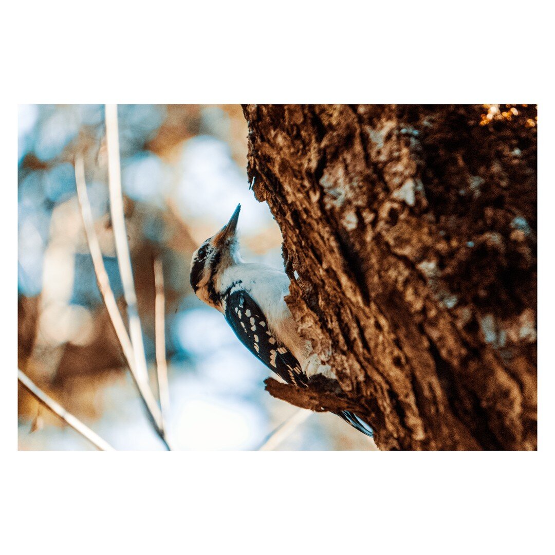 I believe this is a Yellow-bellied sapsucker, but please if you know the correct name, let me know. @eberry_photography Any thoughts? 
.
.
#yellowbelliedsapsucker #woodpecker #spring #backyardbirds #wildbirdsunlimited #wildlife #wildlife_seekers #wil