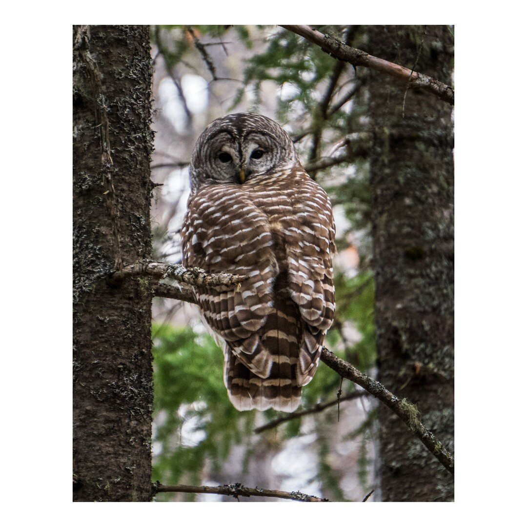 A Barred Owl. Walking through the woods and out of the corner of my eye, I happened to spot this owl perched not too high up in a pine tree. 
.
.
#owllover #owlstagram #owllovers #owlcafe #snowyowl #greathornedowl #owlet #owlsome #lowlunge #owleyes #