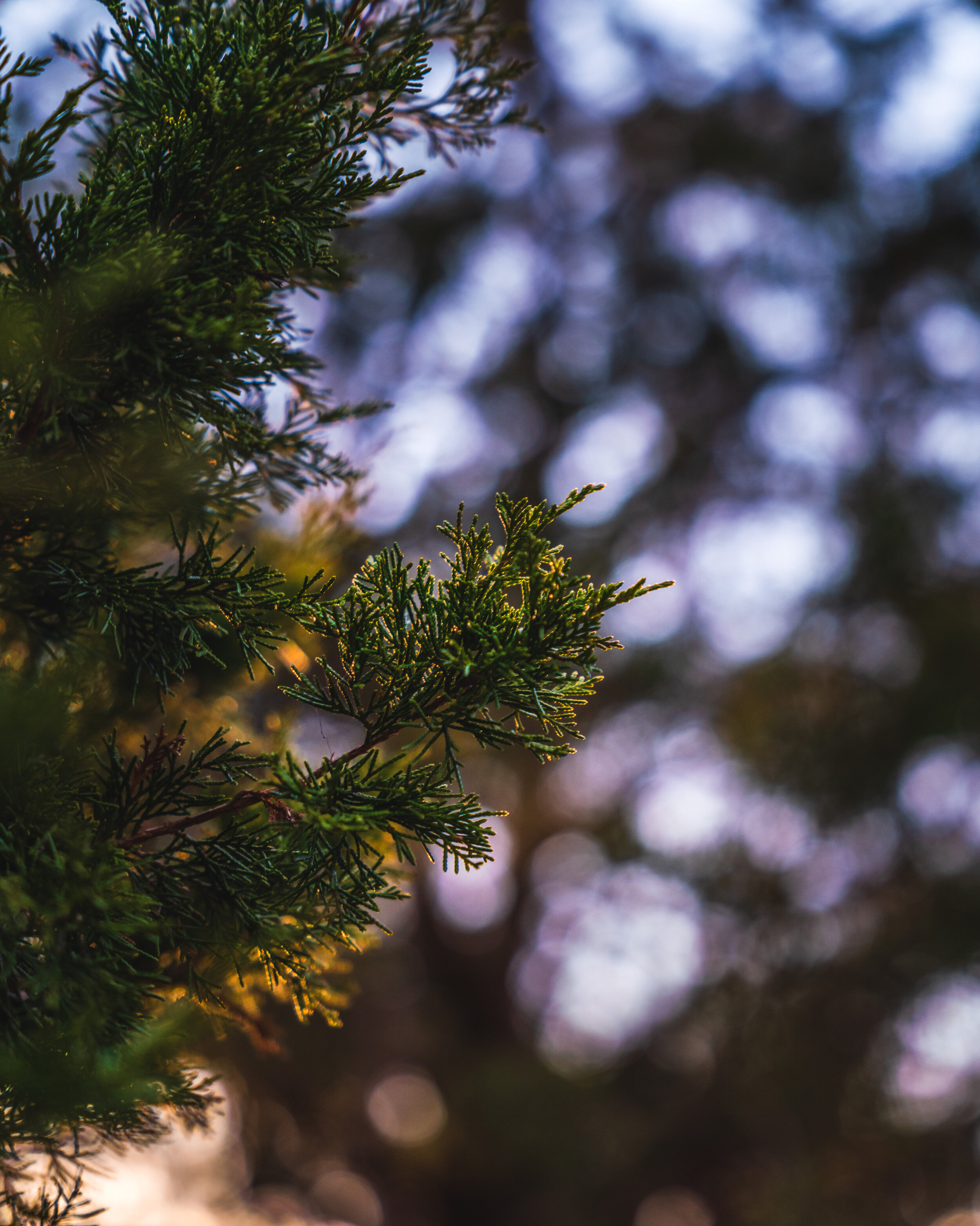 Tree-Branch.jpg