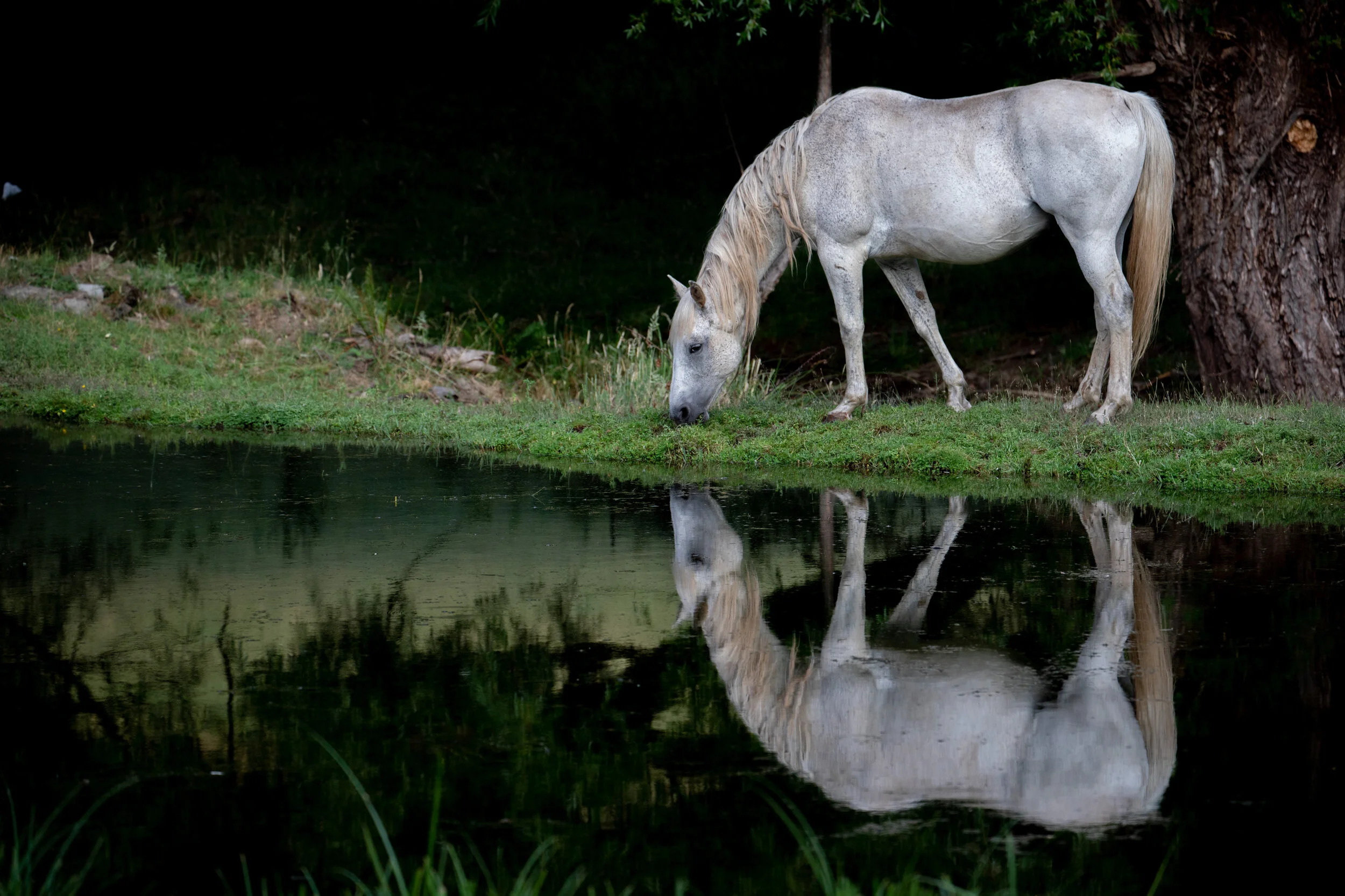 Horse reflection.JPG