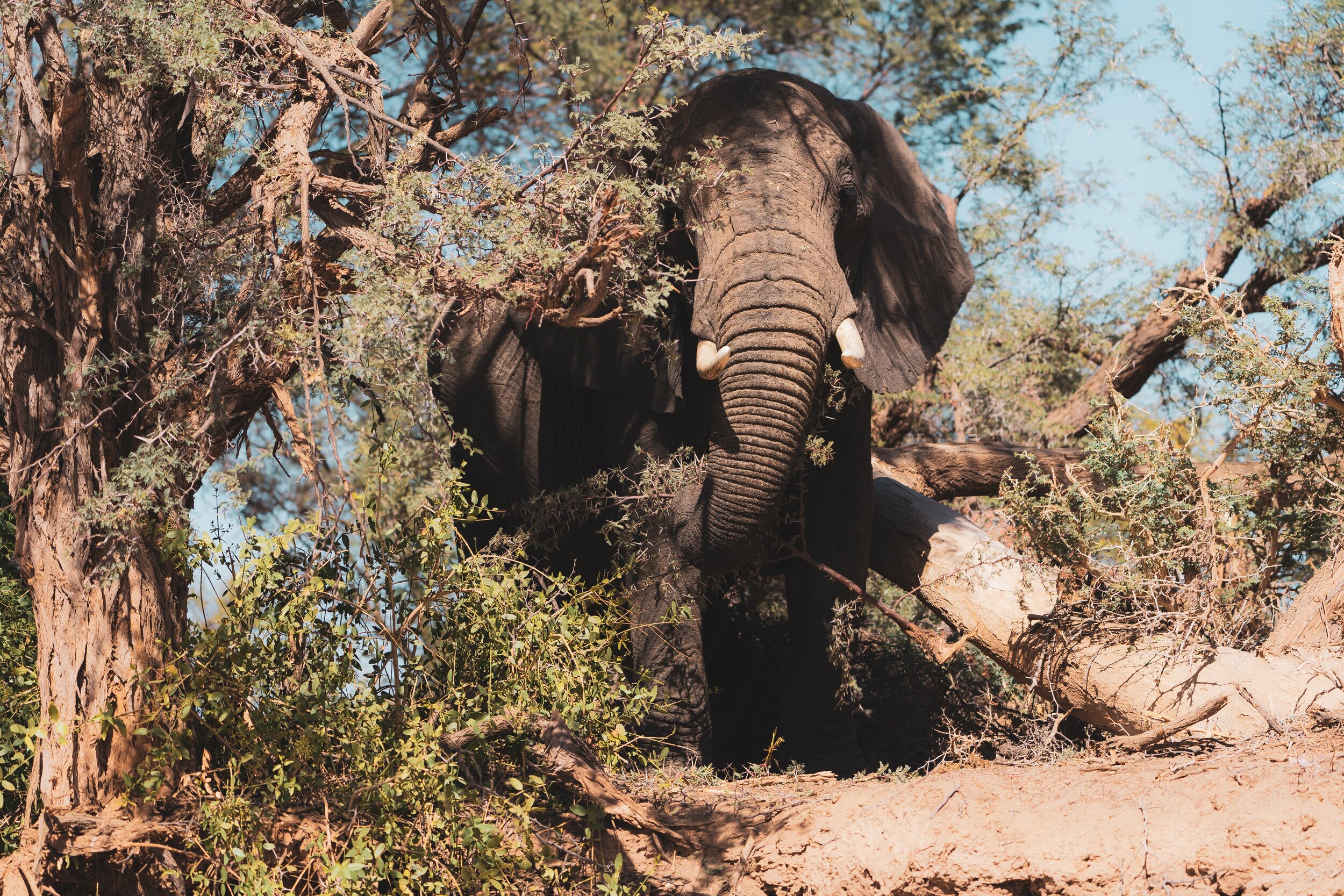 elephant in Namibia behind a tree
