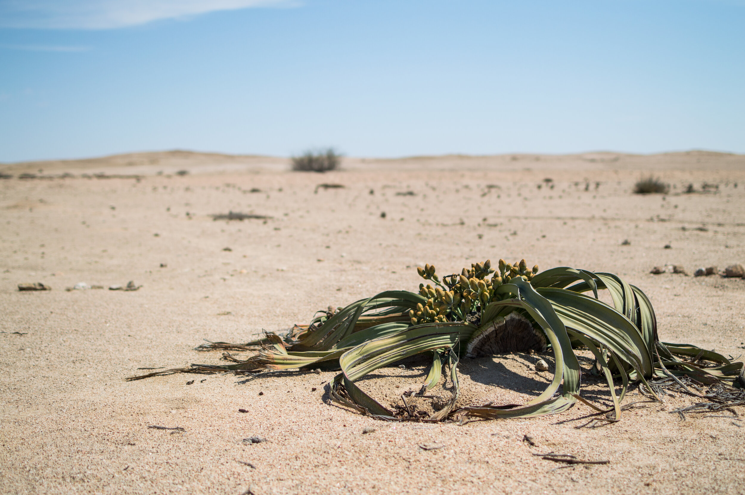 Welwitschia plant in the desert 