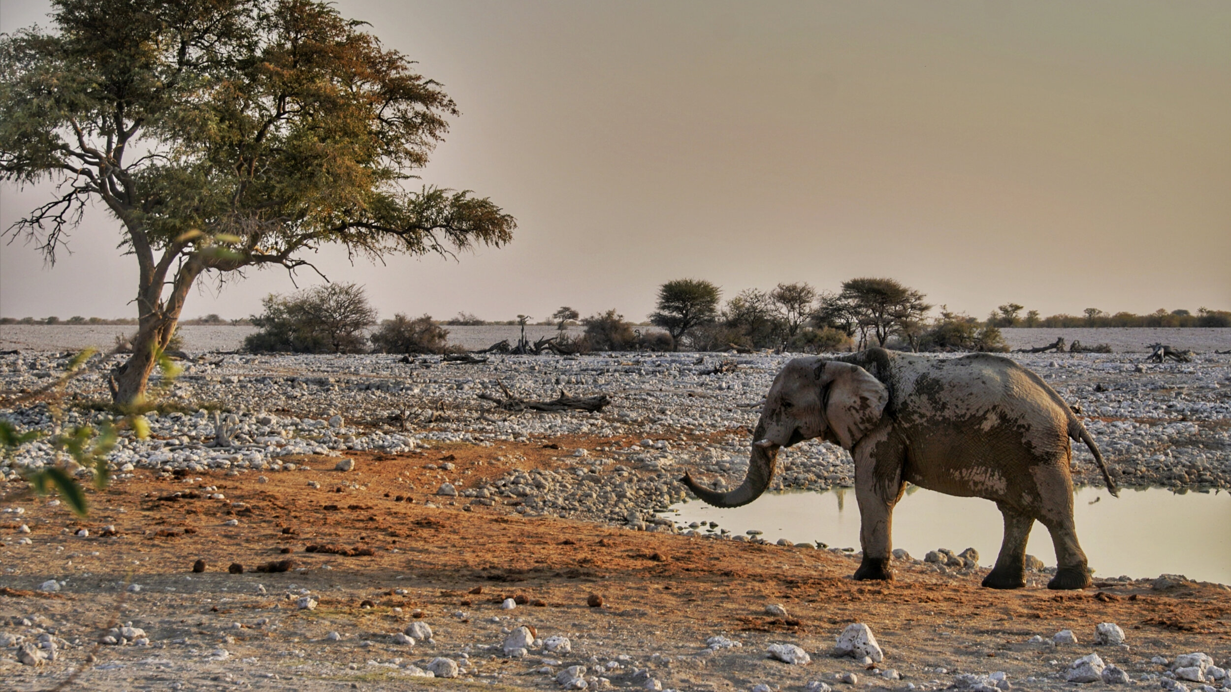 elephant standing next to waterhole empty background