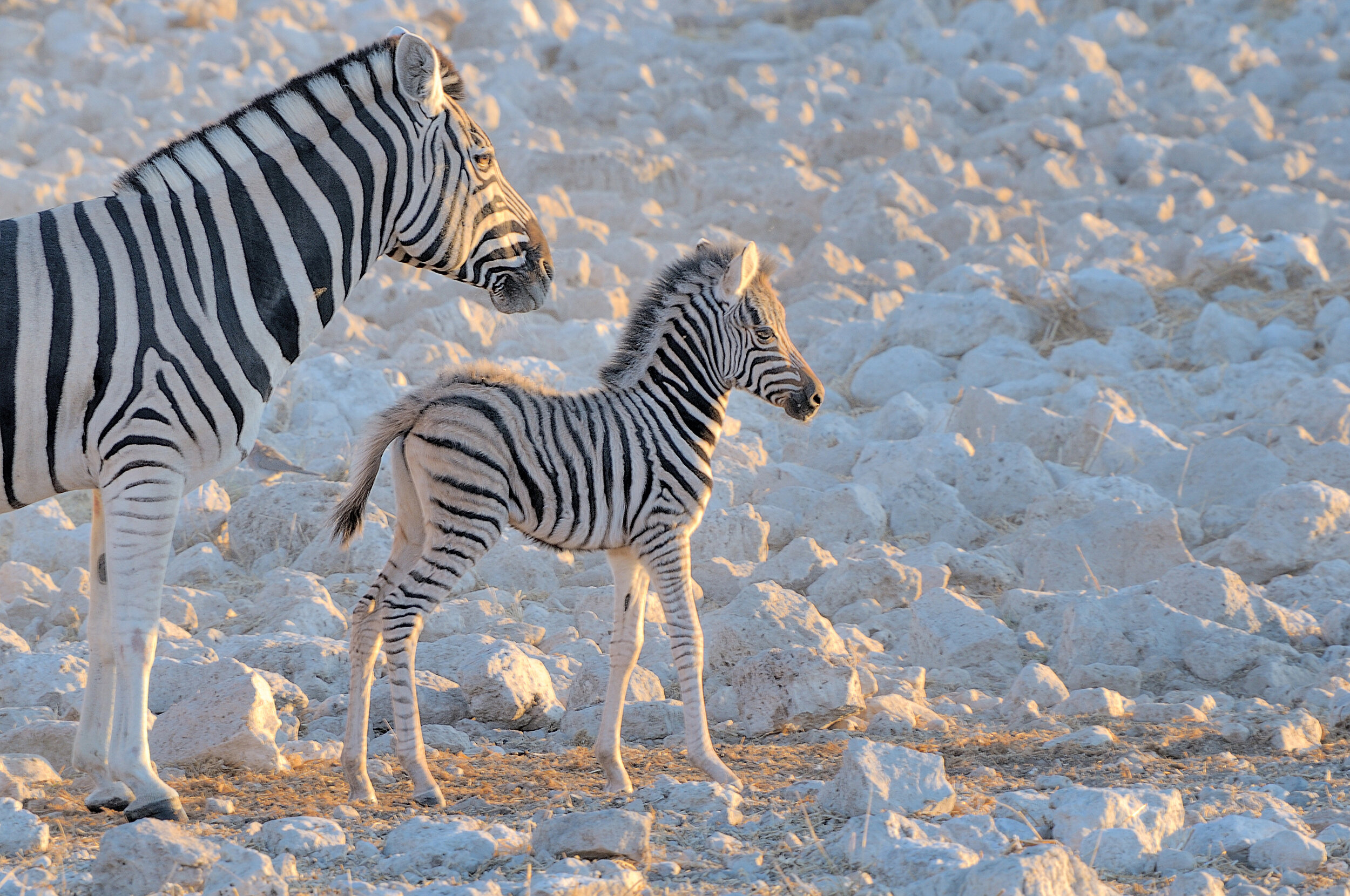 big zebra and small zebra standing together