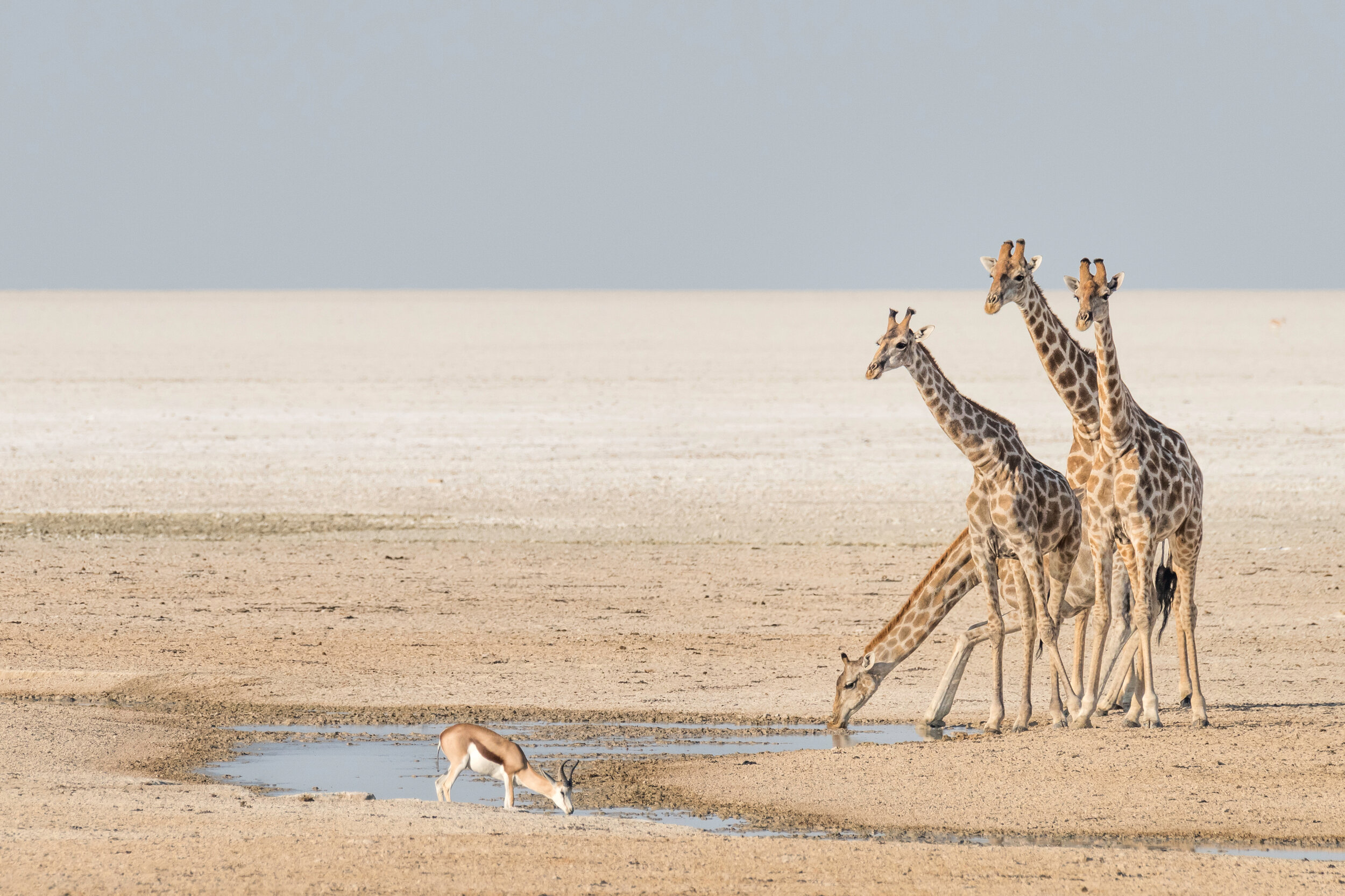 four giraffes standing and one drinking from waterhole in empty background