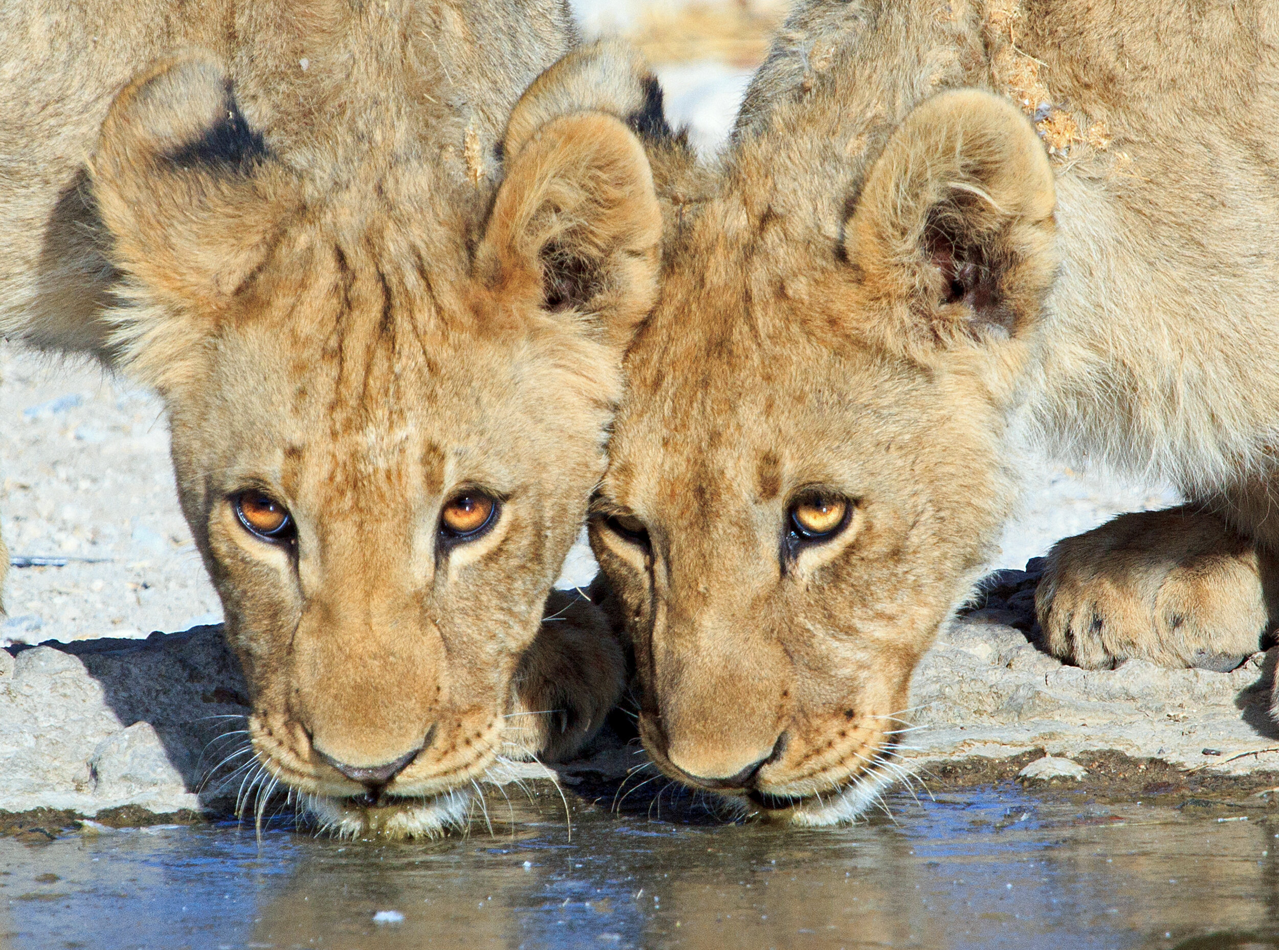 two lions drinking from waterhole 