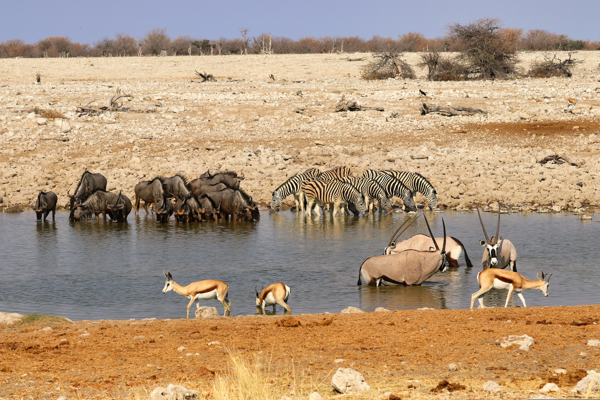 animals drinking from a waterhole with sand and rocks in the background