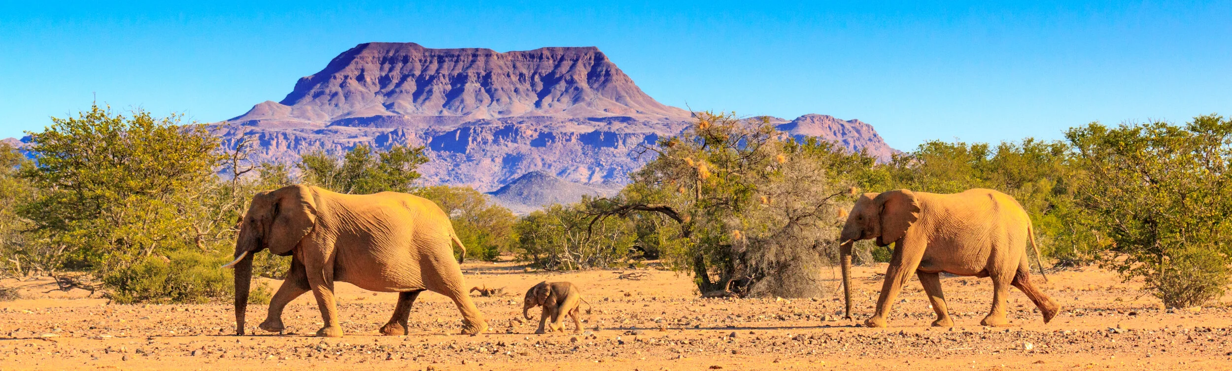 Elephant family walking through the bush with mountain in the background
