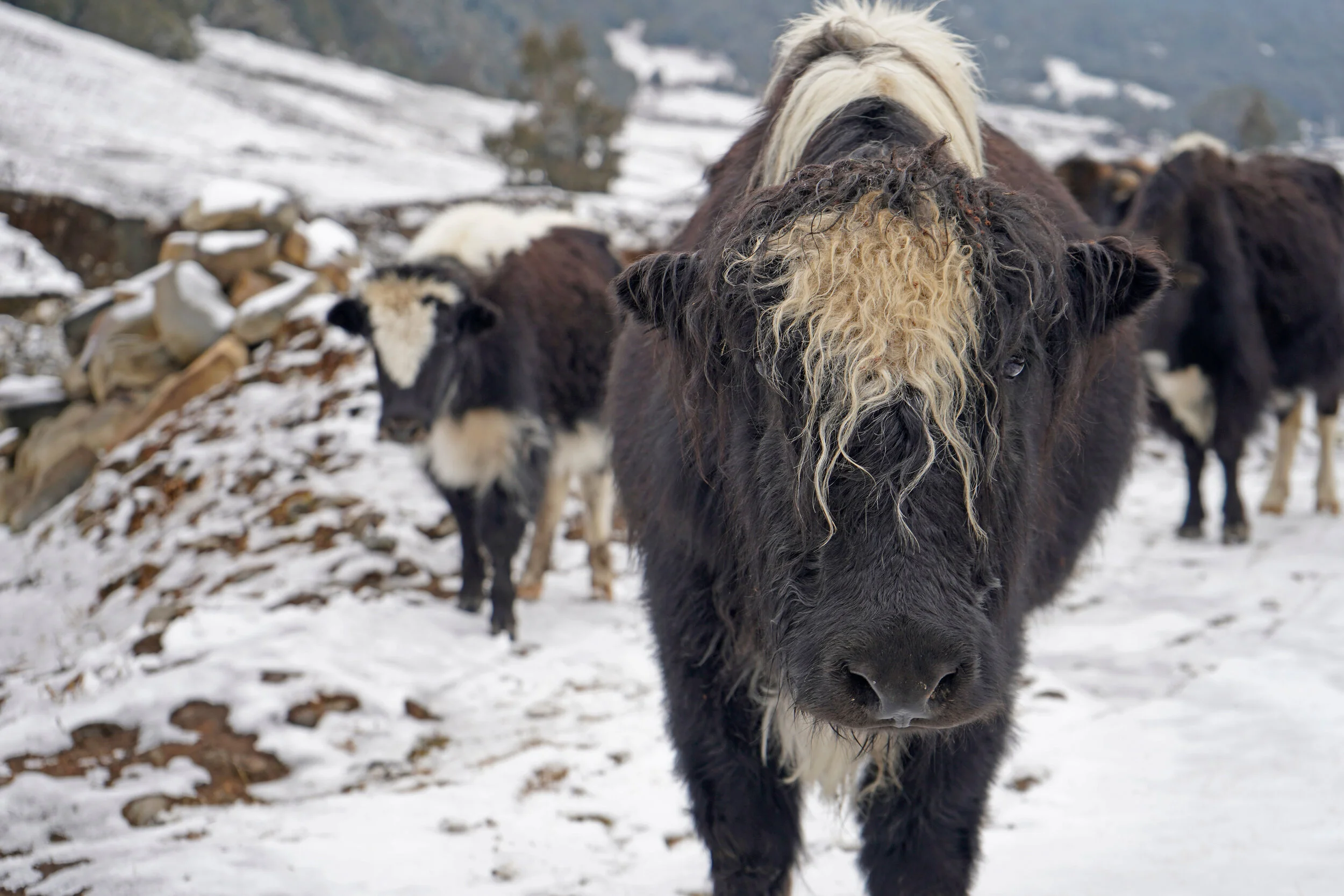Yak Bhutan