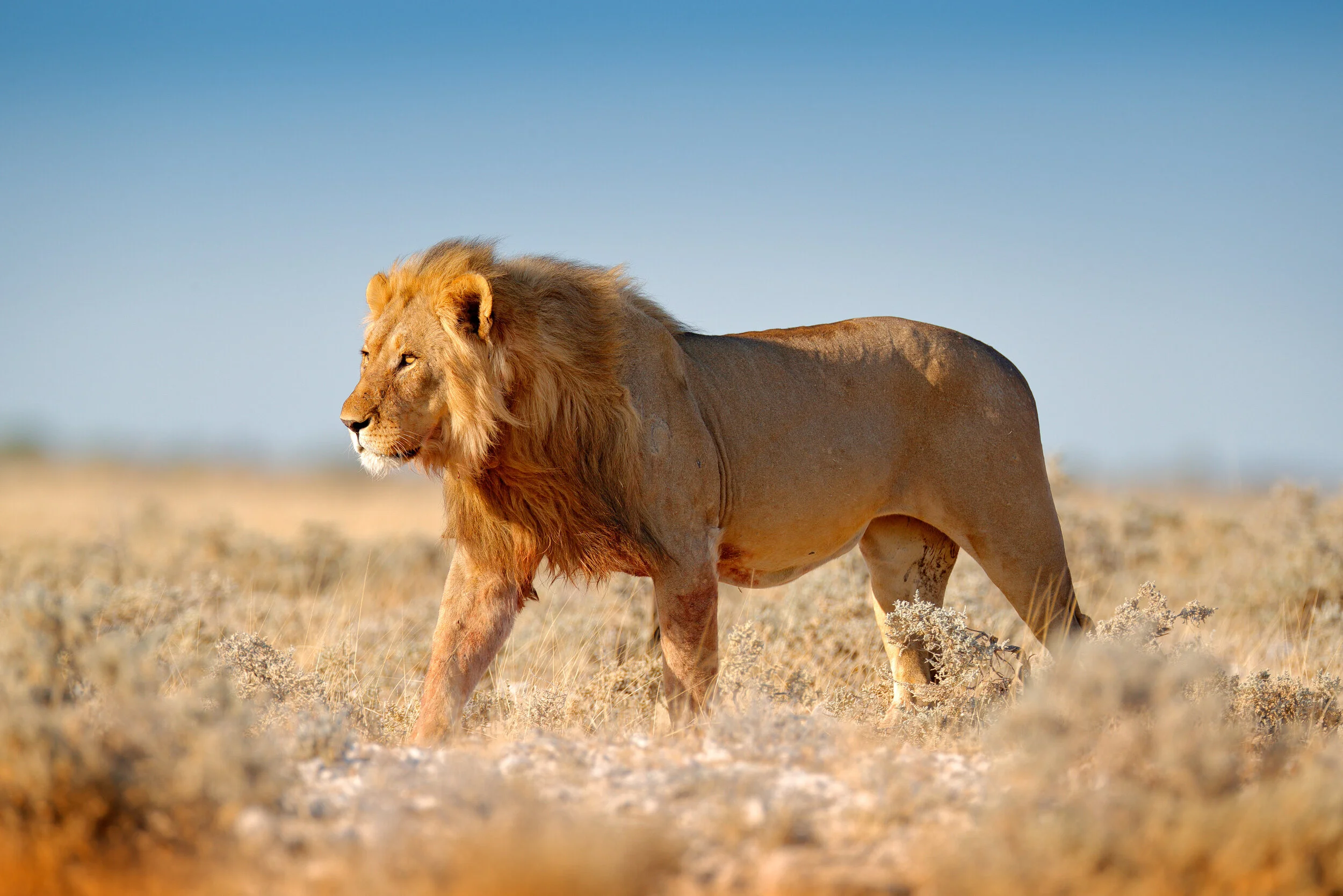 Lion Namibia