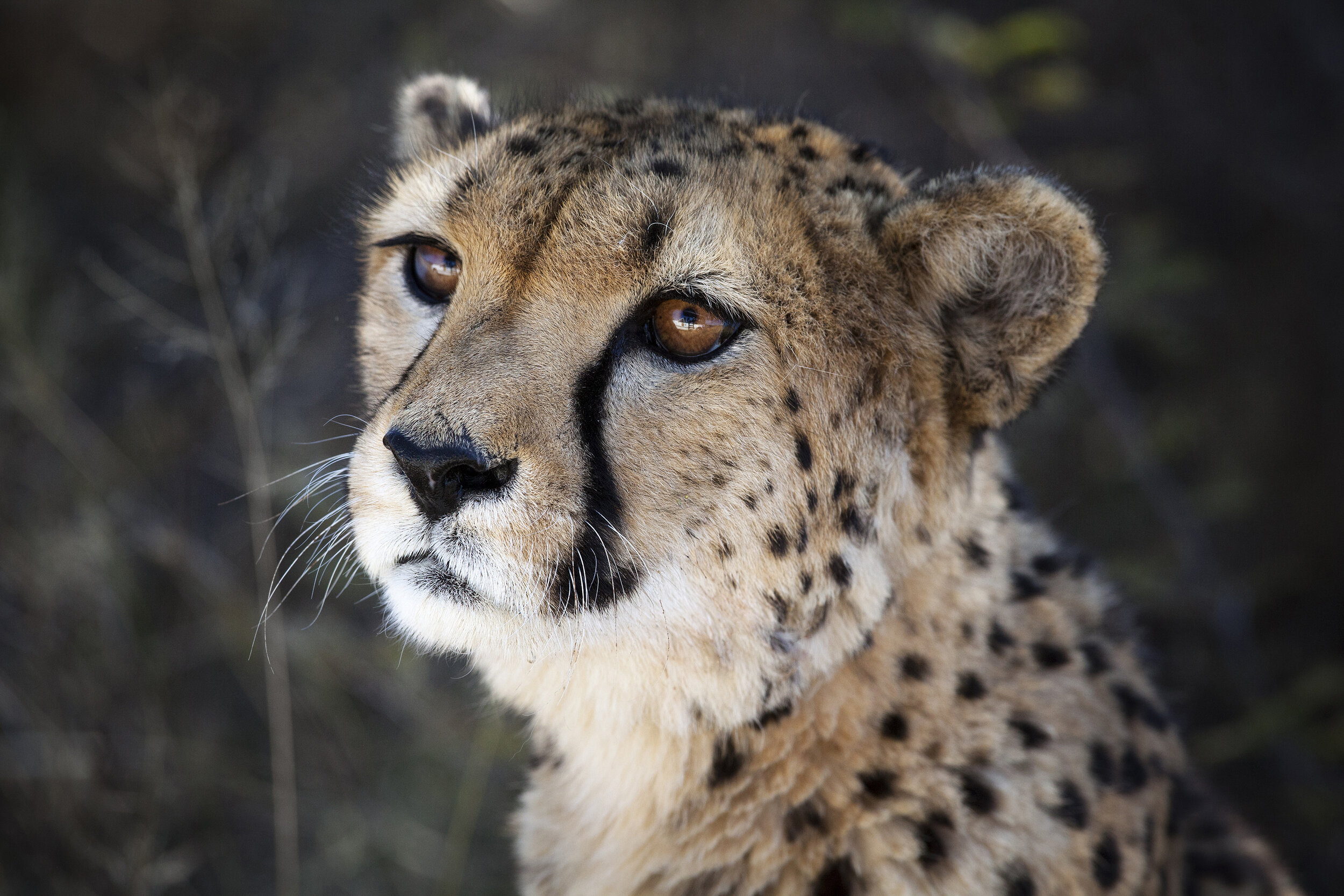 Cheetah Namibia