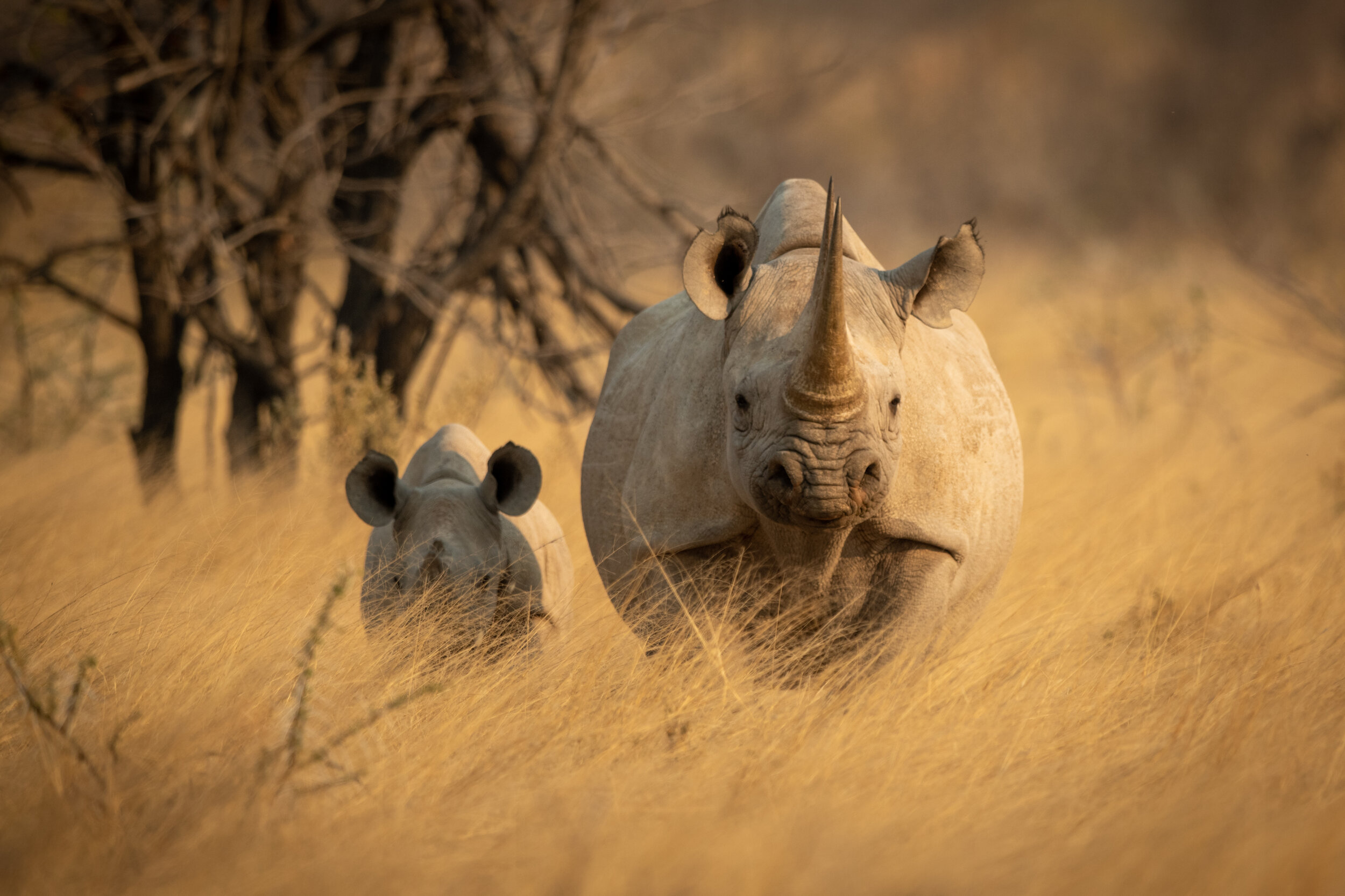 Namibian Rhinos