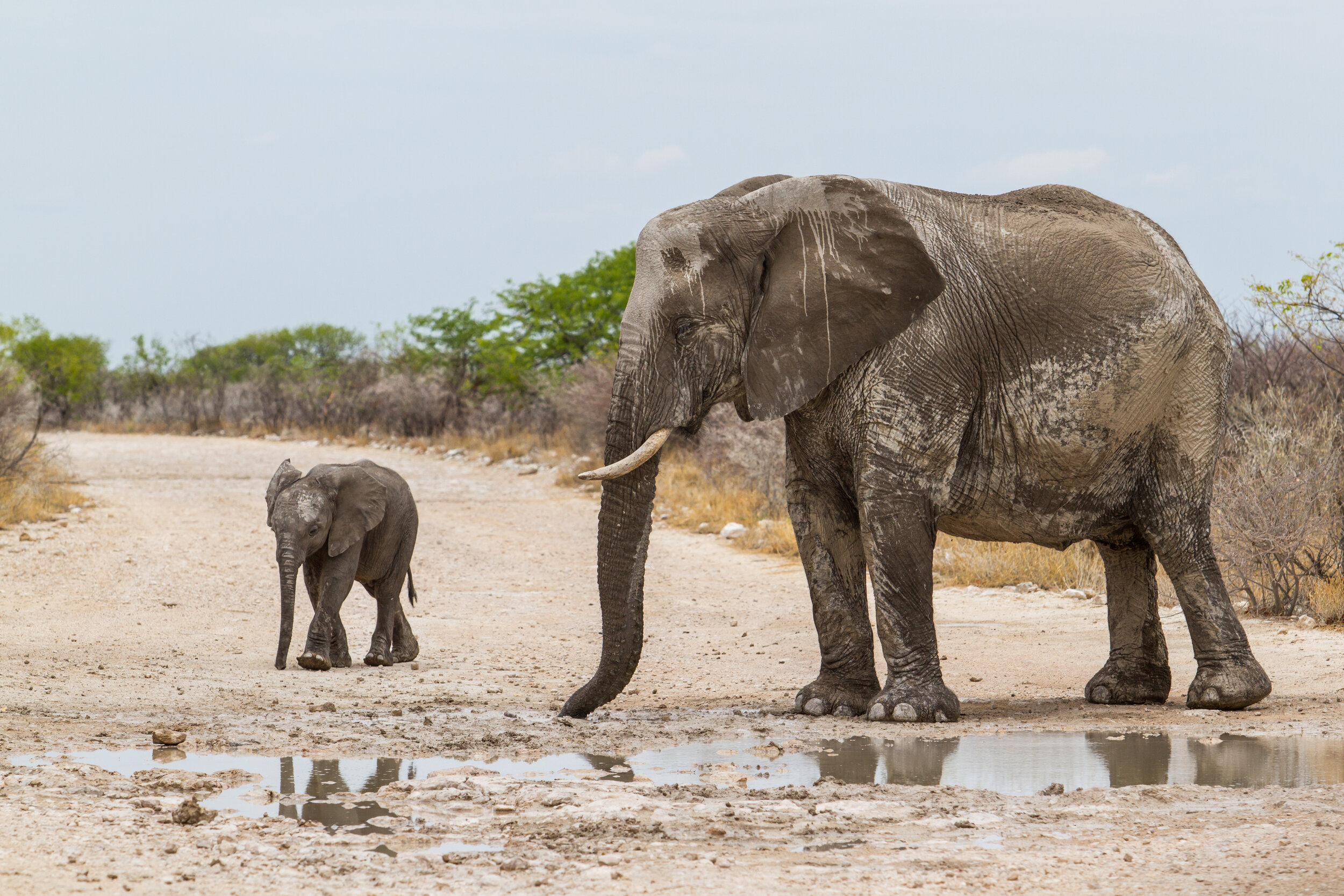 Elephants Etosha