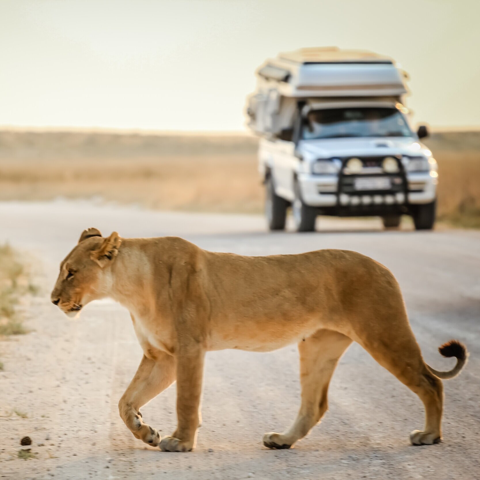 Lioness safari