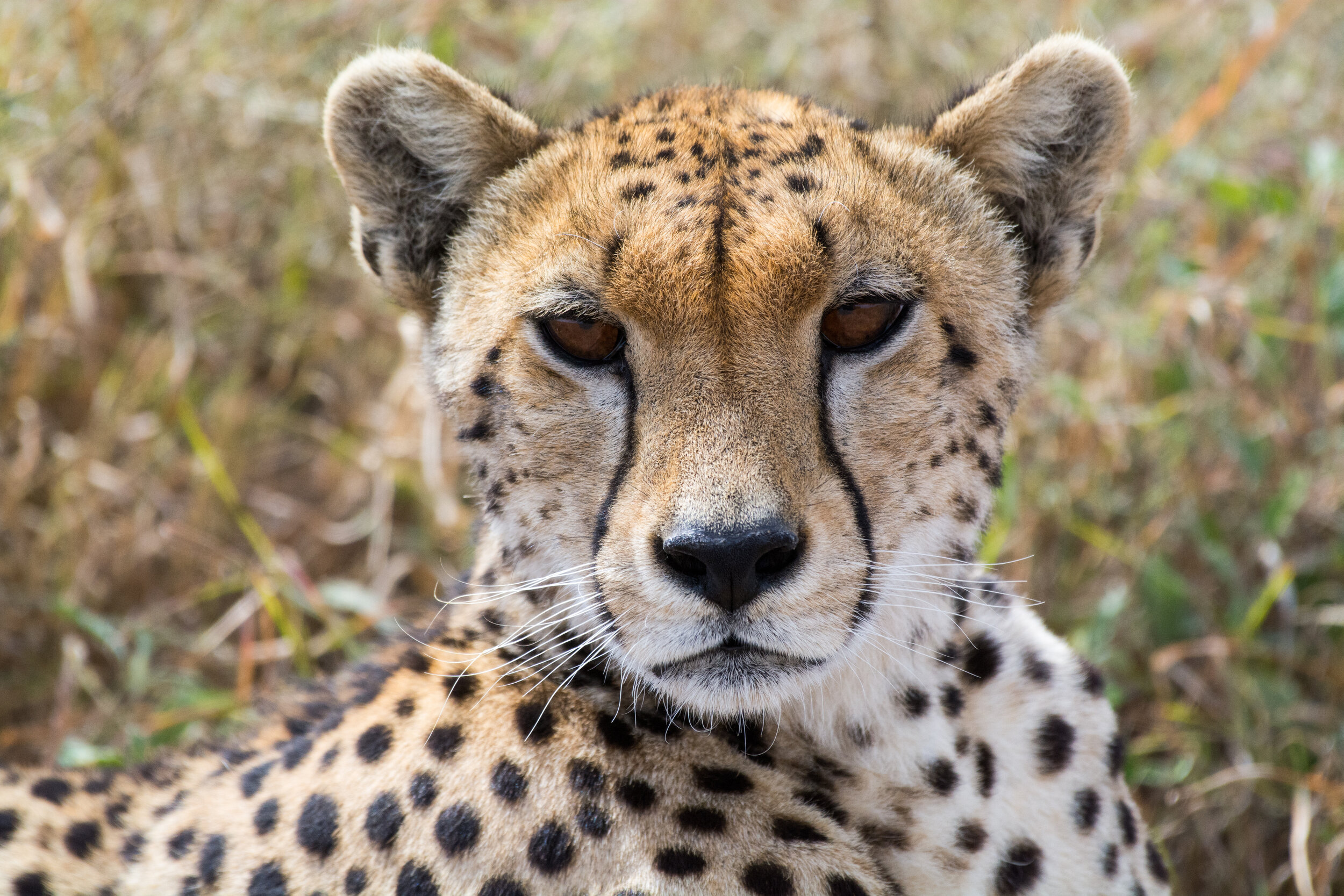 Explained: Cheetah vs Leopard — Viatu