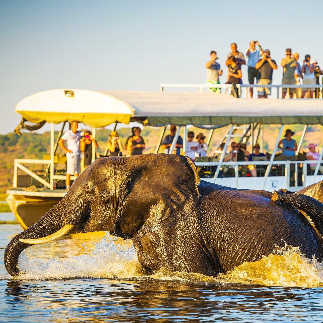 elephants tourists