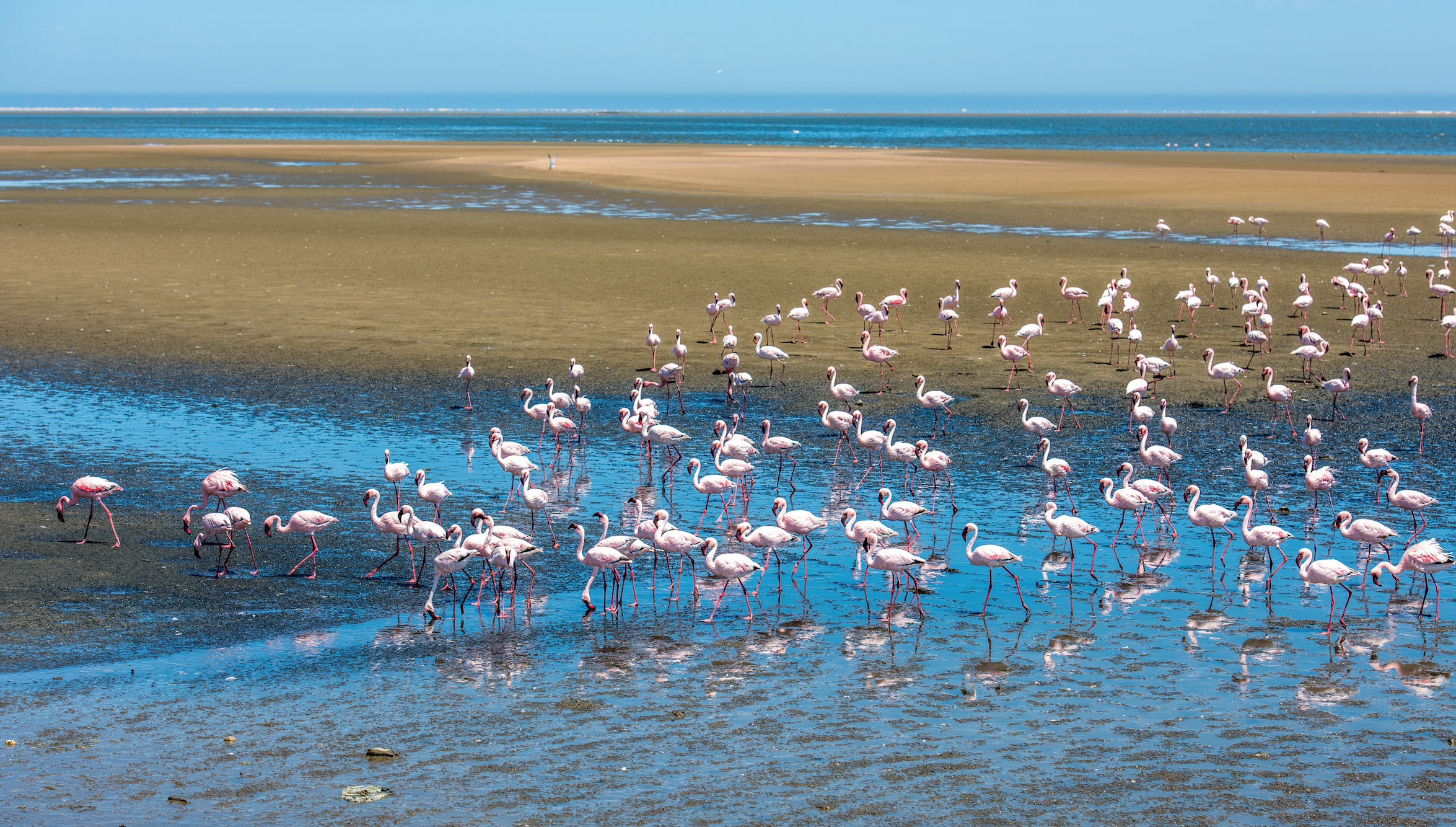 flamingos on the beach with the ocean at the back