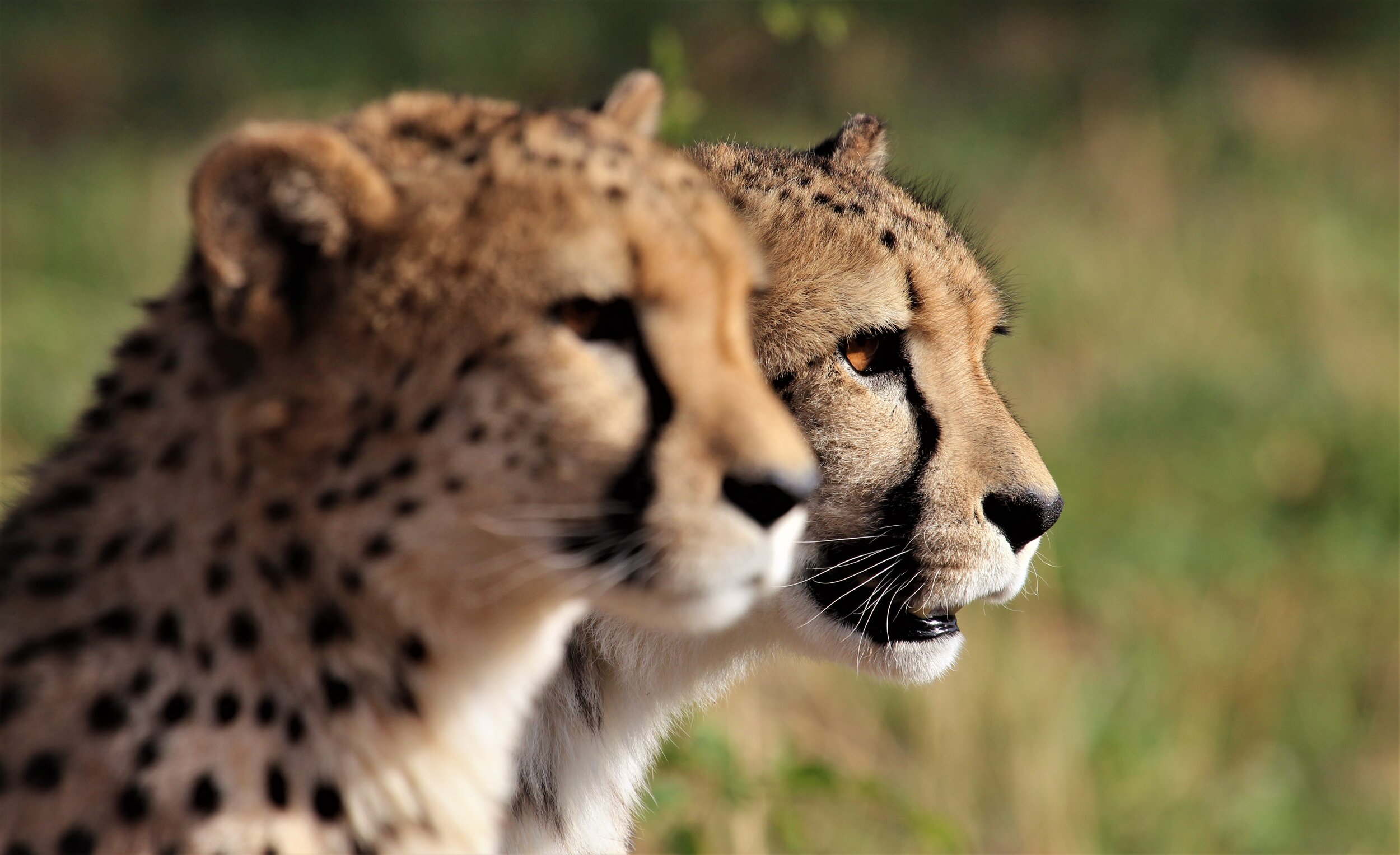 Cheetahs Okonjima Namibia