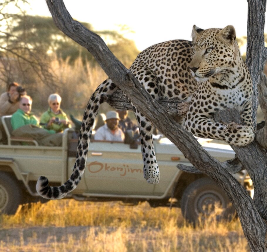 Leopard Okonjima 