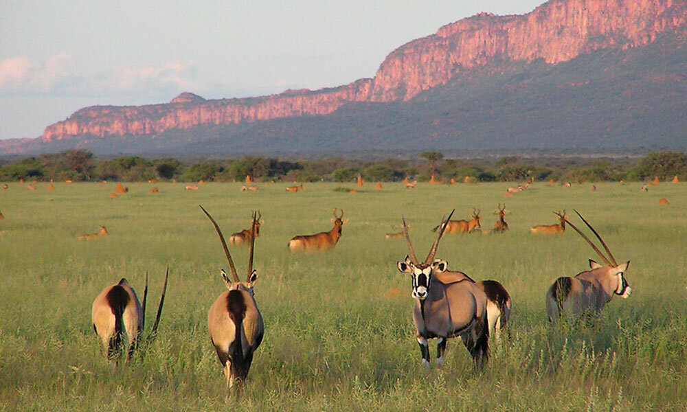 Antelope Waterberg Plateau 