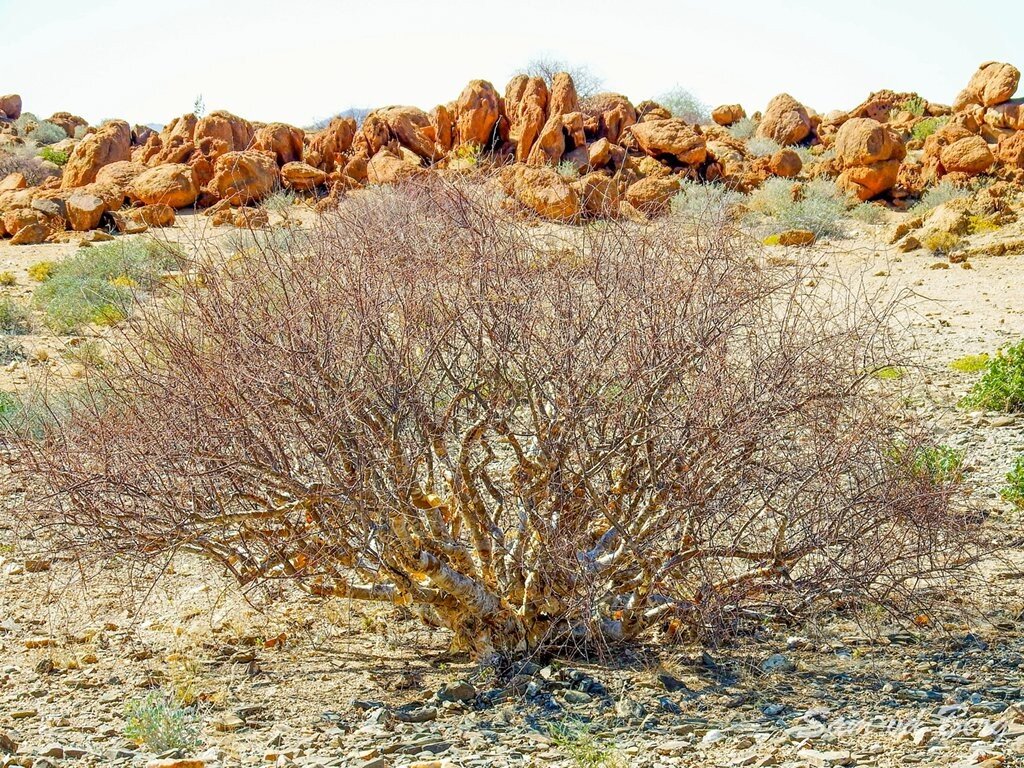 Desert flora Namibia