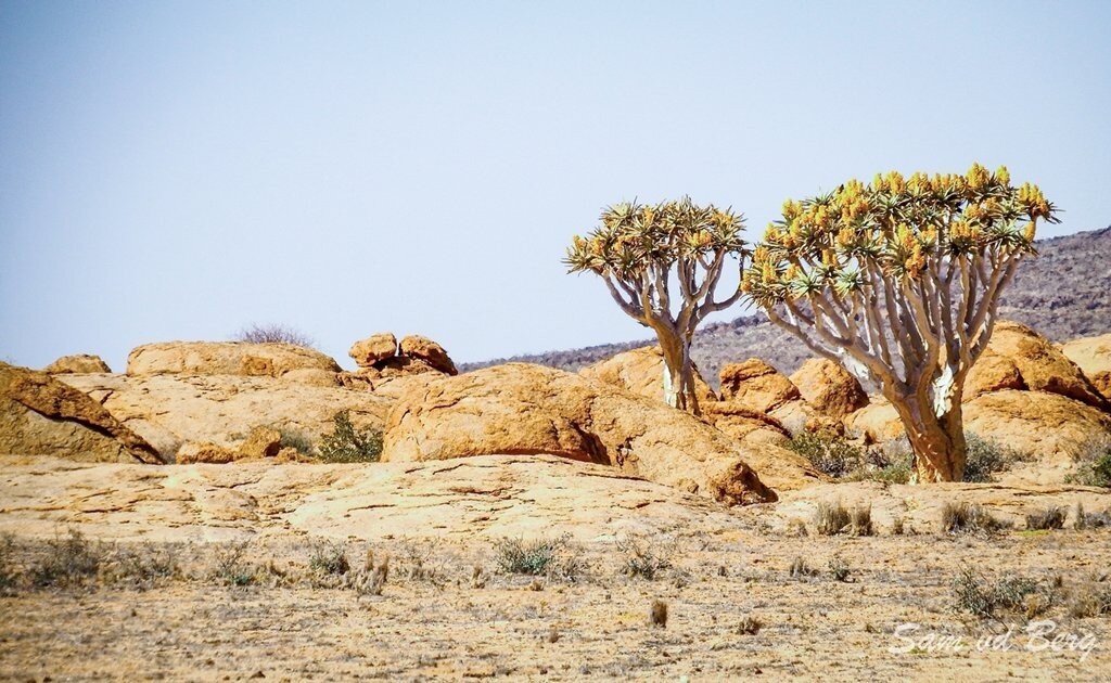 Quiver trees Namib