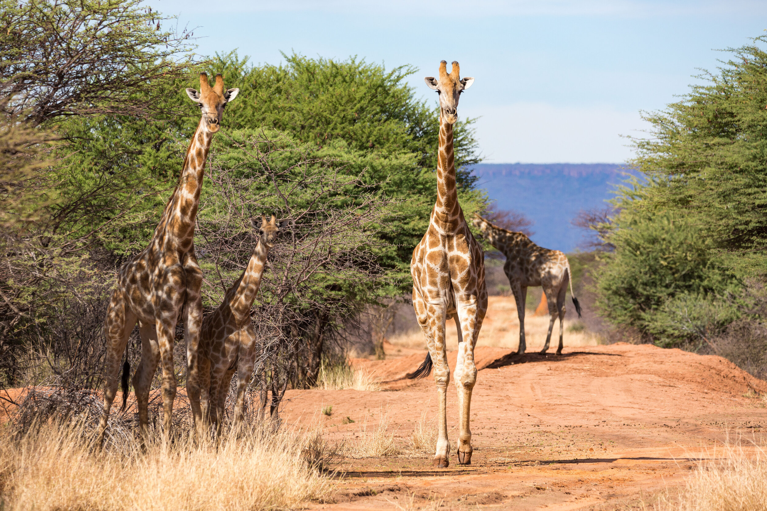 Giraffes Waterberg Namibia
