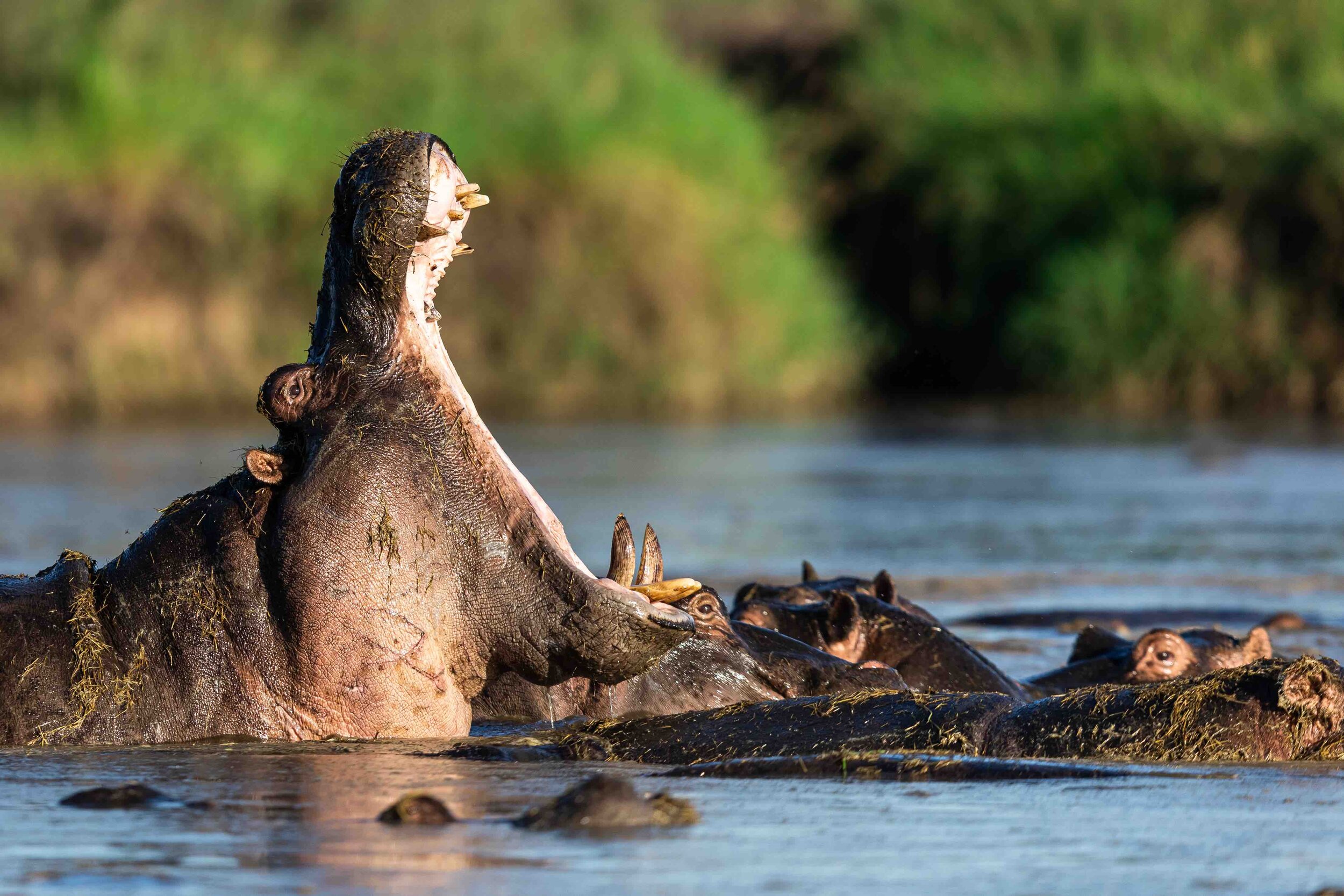 Top 10 Animals to Photograph in the Zambezi Region and Where to Find Them —  Viatu