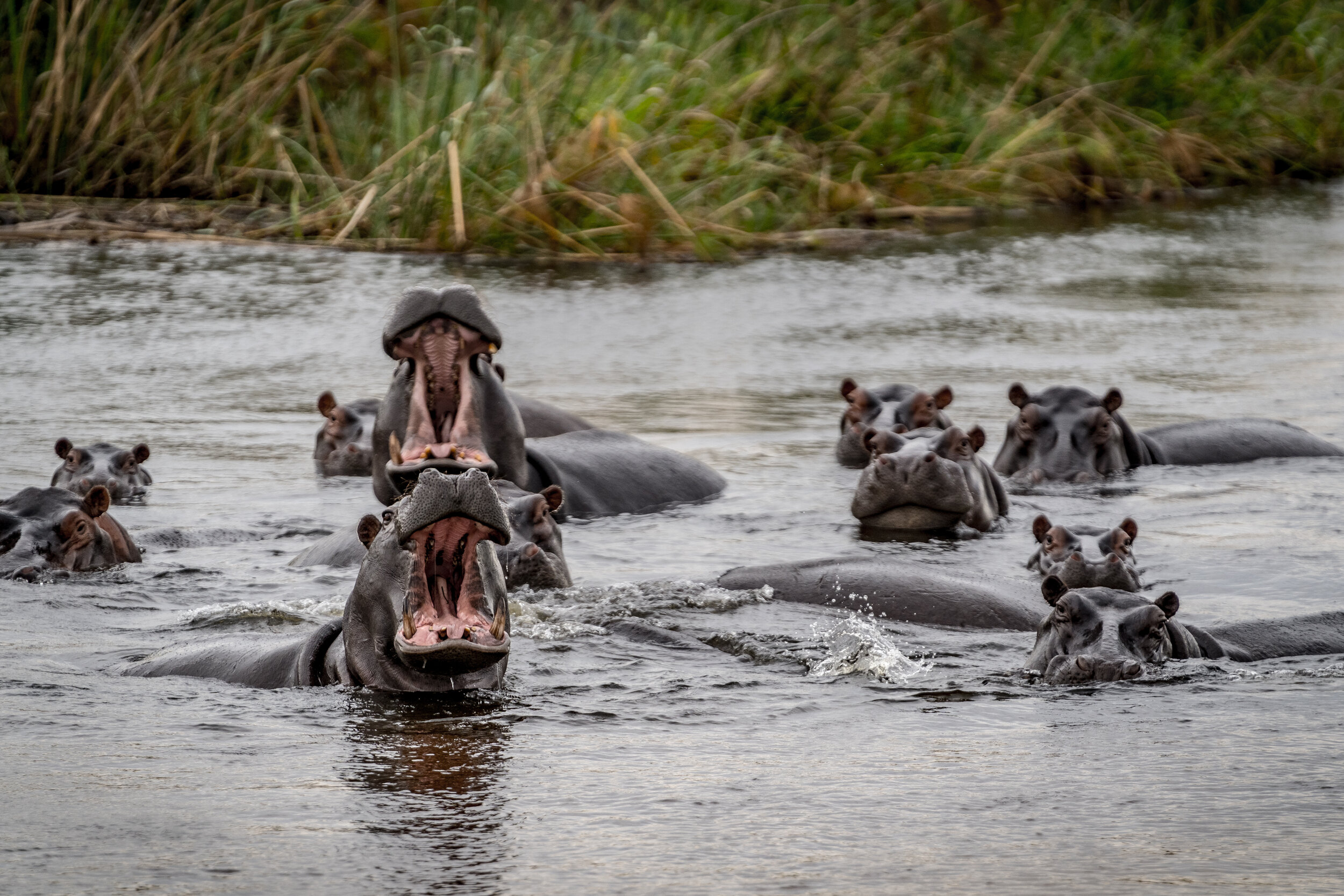 Hippos Zambezi Region