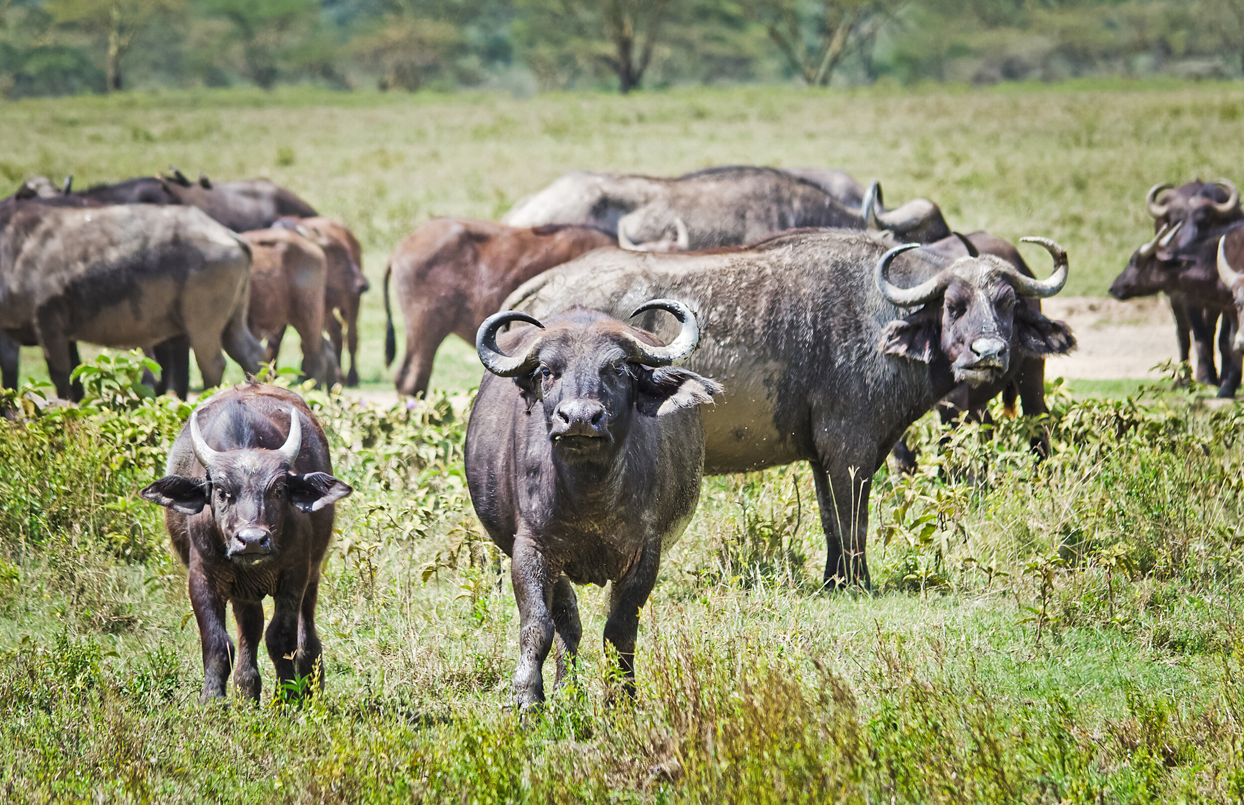 Buffalo Zambezi Region