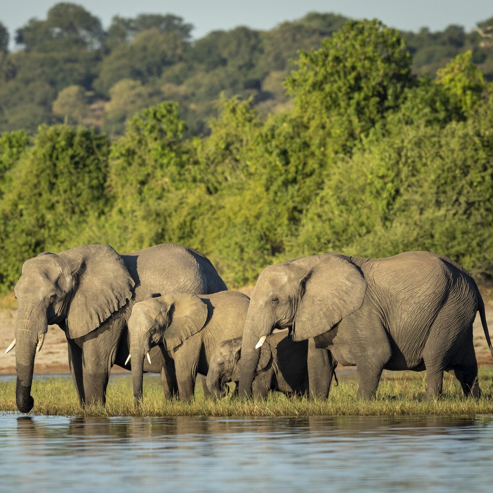 Elephants Zambezi Region 