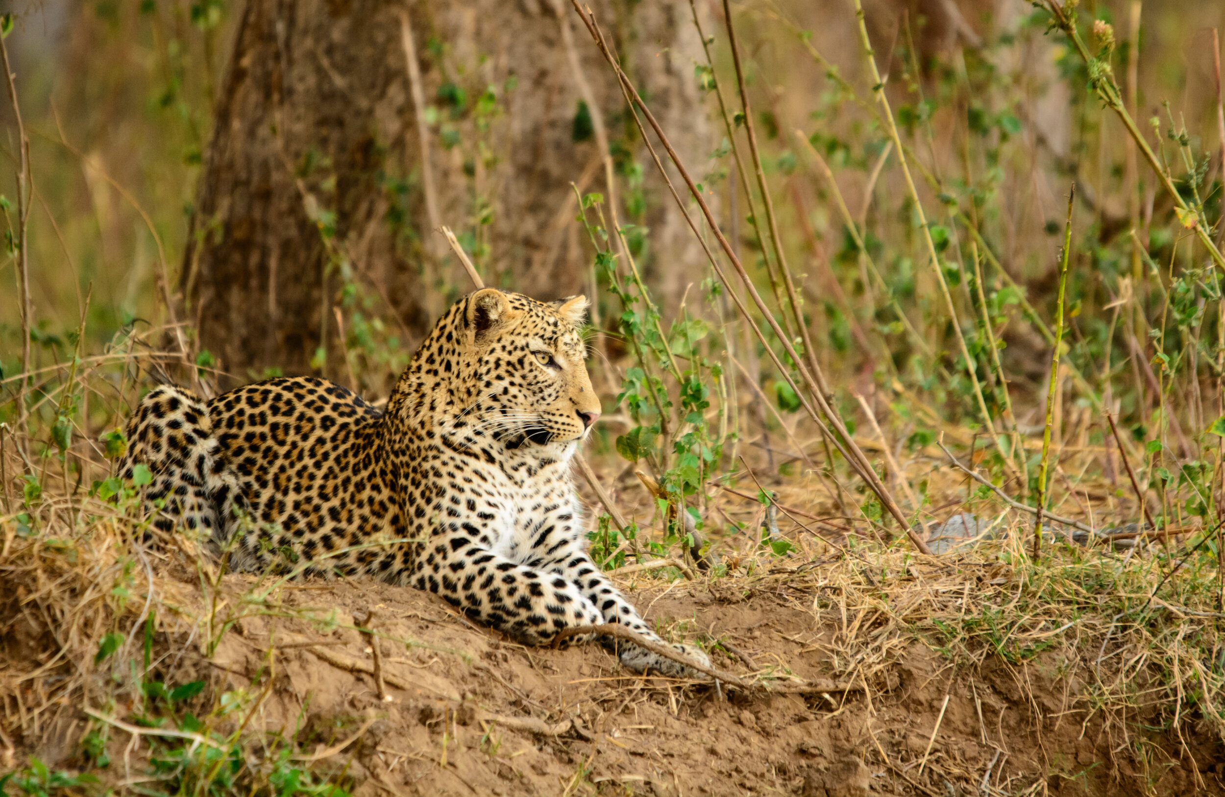 Leopard Chobe River