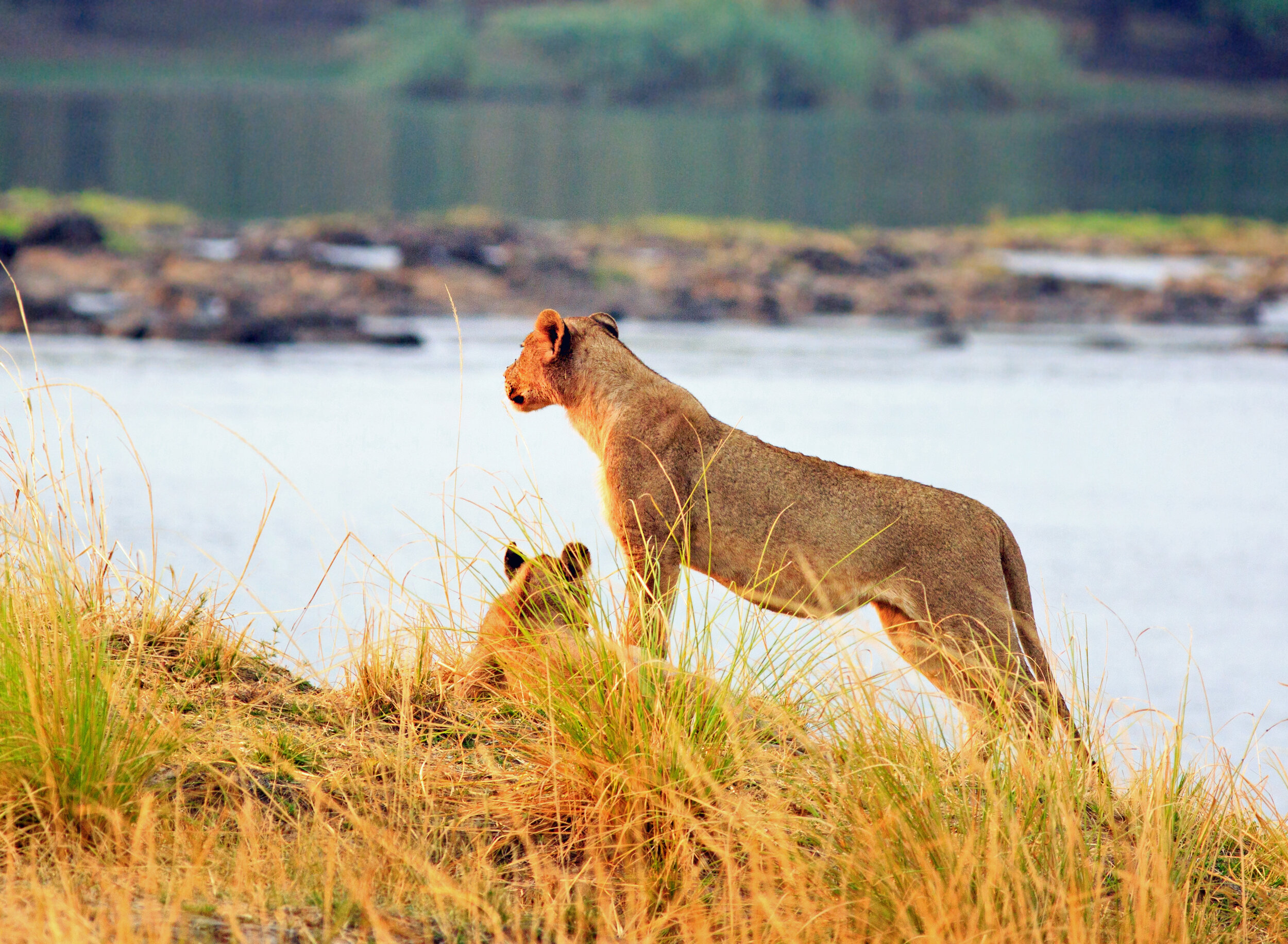Lions Zambezi Region