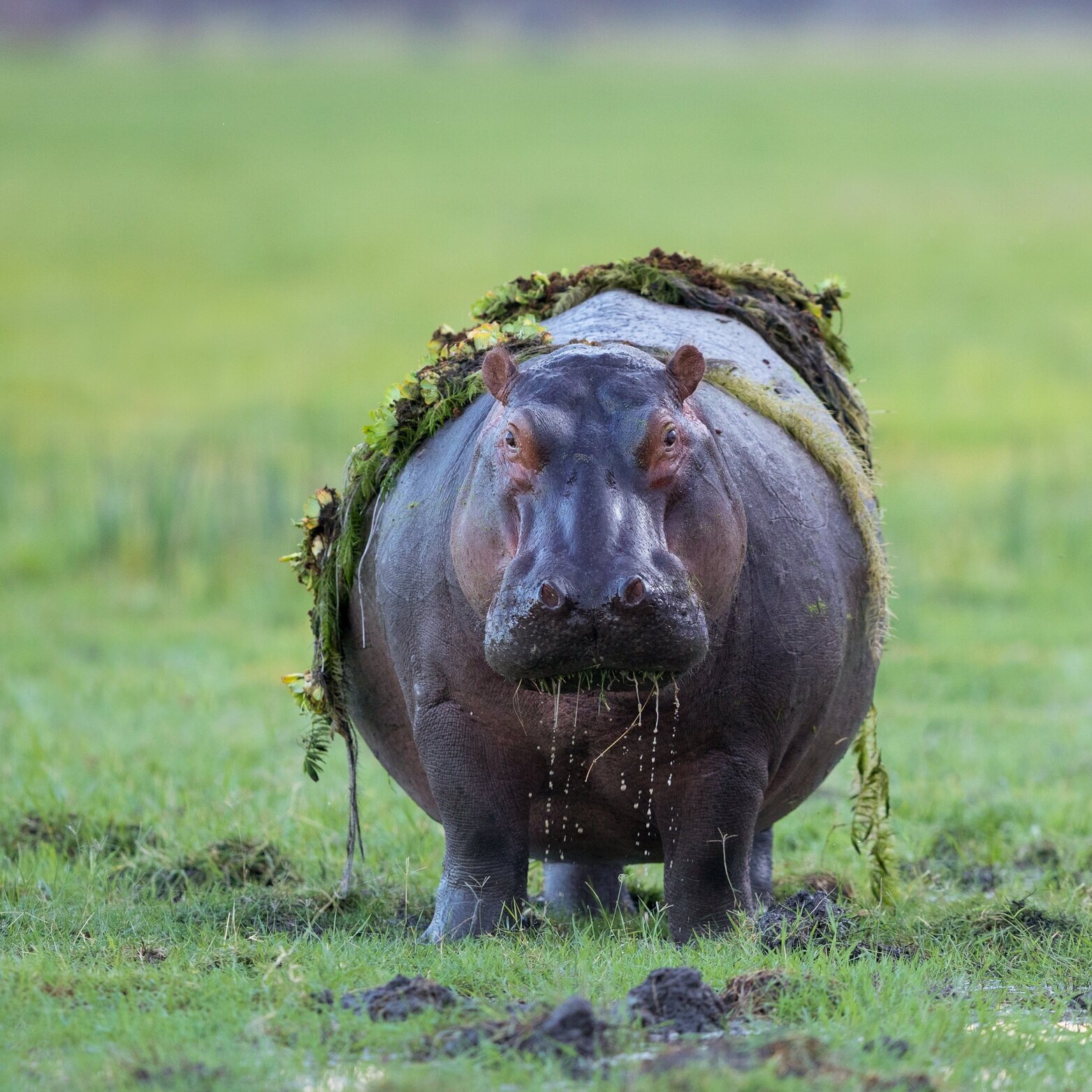 Hippo Zambezi 