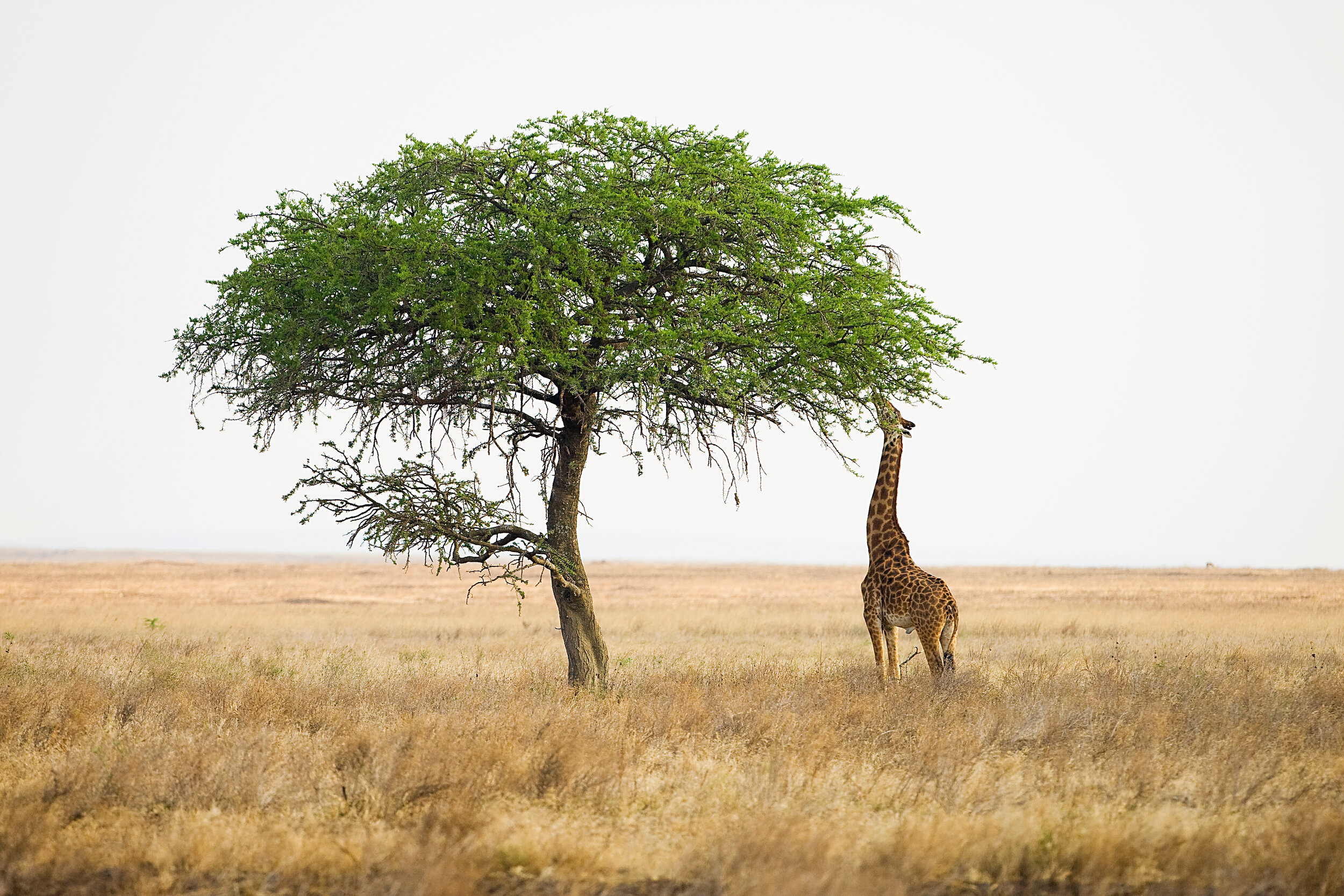 Giraffe is the tallest animal in the world. It has long legs and neck.  neck. Its long neck helps in 