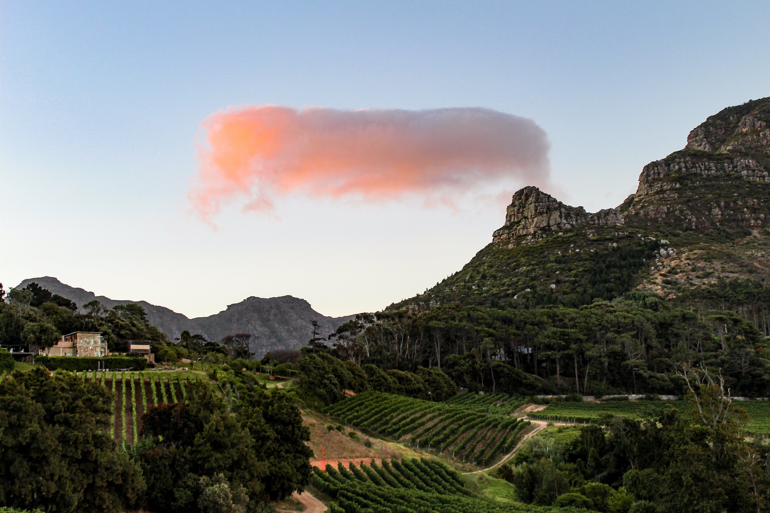 Vineyard landscape with mountains in the background