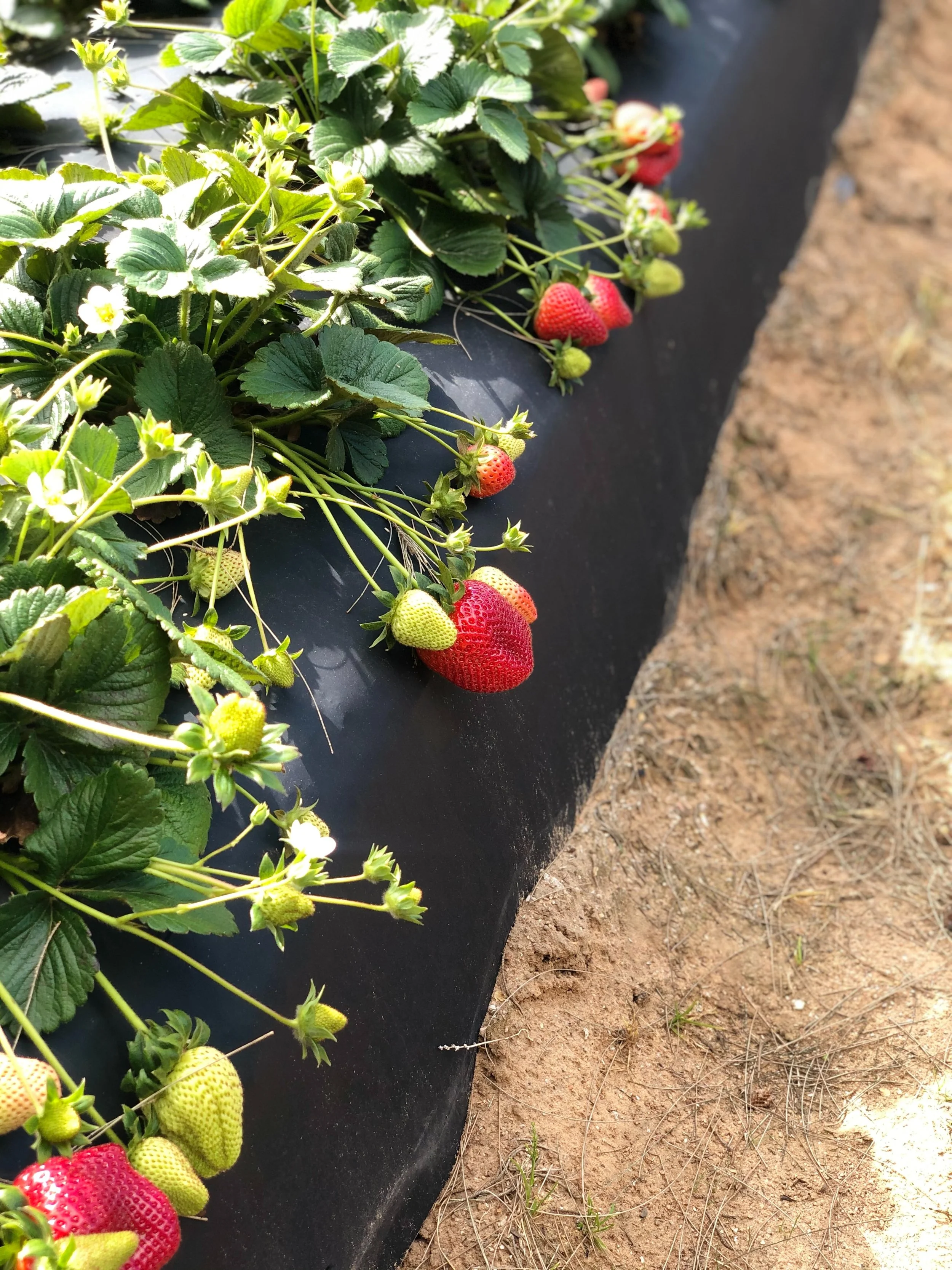 Strawberry plants growing at a farm in Stellenbosch area
