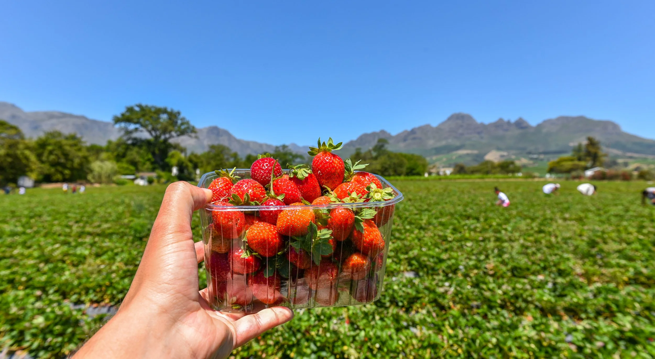 Person picking ripe strawberries from a farm